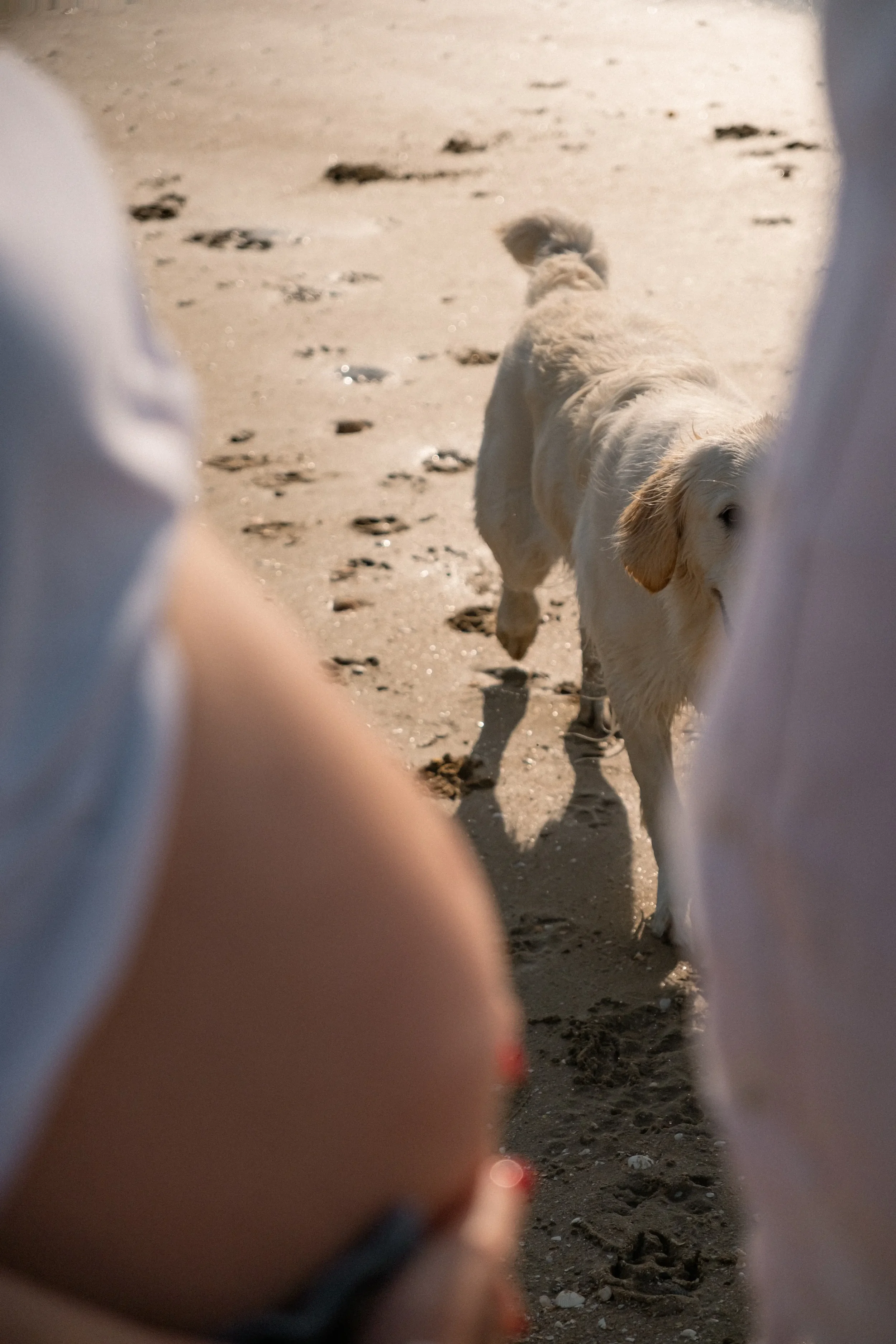 séance photo couple grossesse sur la plage wimereux