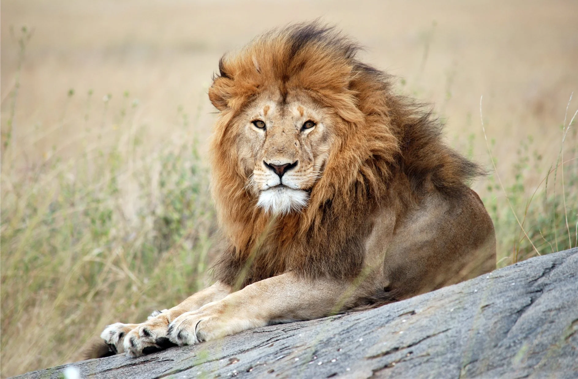 Serengeti4.jpg