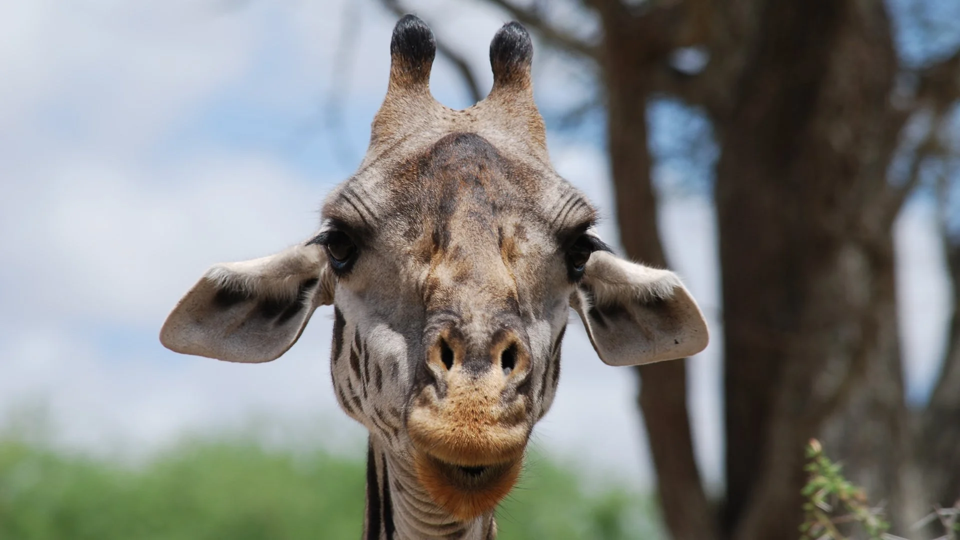 Giraffe talking laughing.jpg