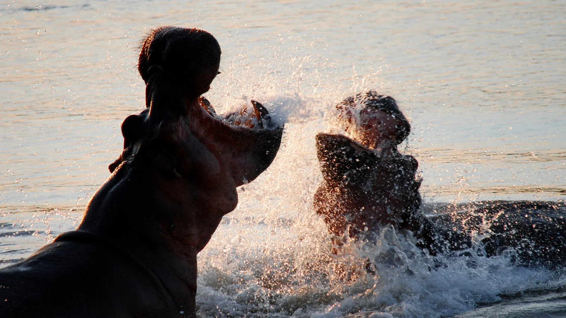 Selous Hippos.jpg