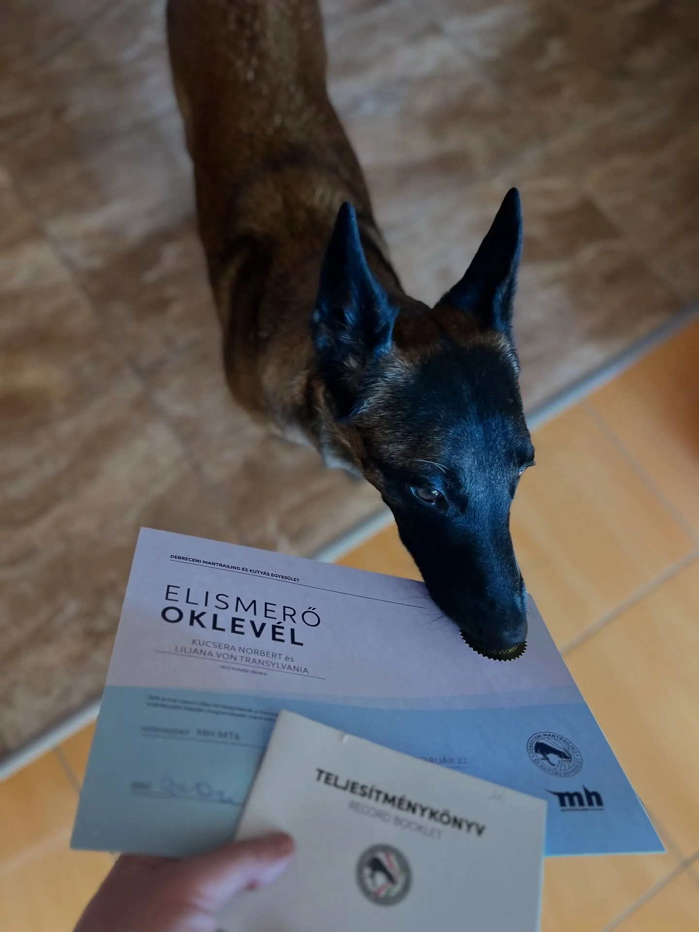 ✅MT6 Unlocked 
&Icirc;n acest weekend am participat la examenul de mantrailing organizat de DMKE și Mantrailing Hungary. Nivelul MT6 presupune o pregătire serioasă, nu doar pentru c&acirc;ine, ci și pentru conductor și asistent.

&Icirc;ntr-o zi sunt