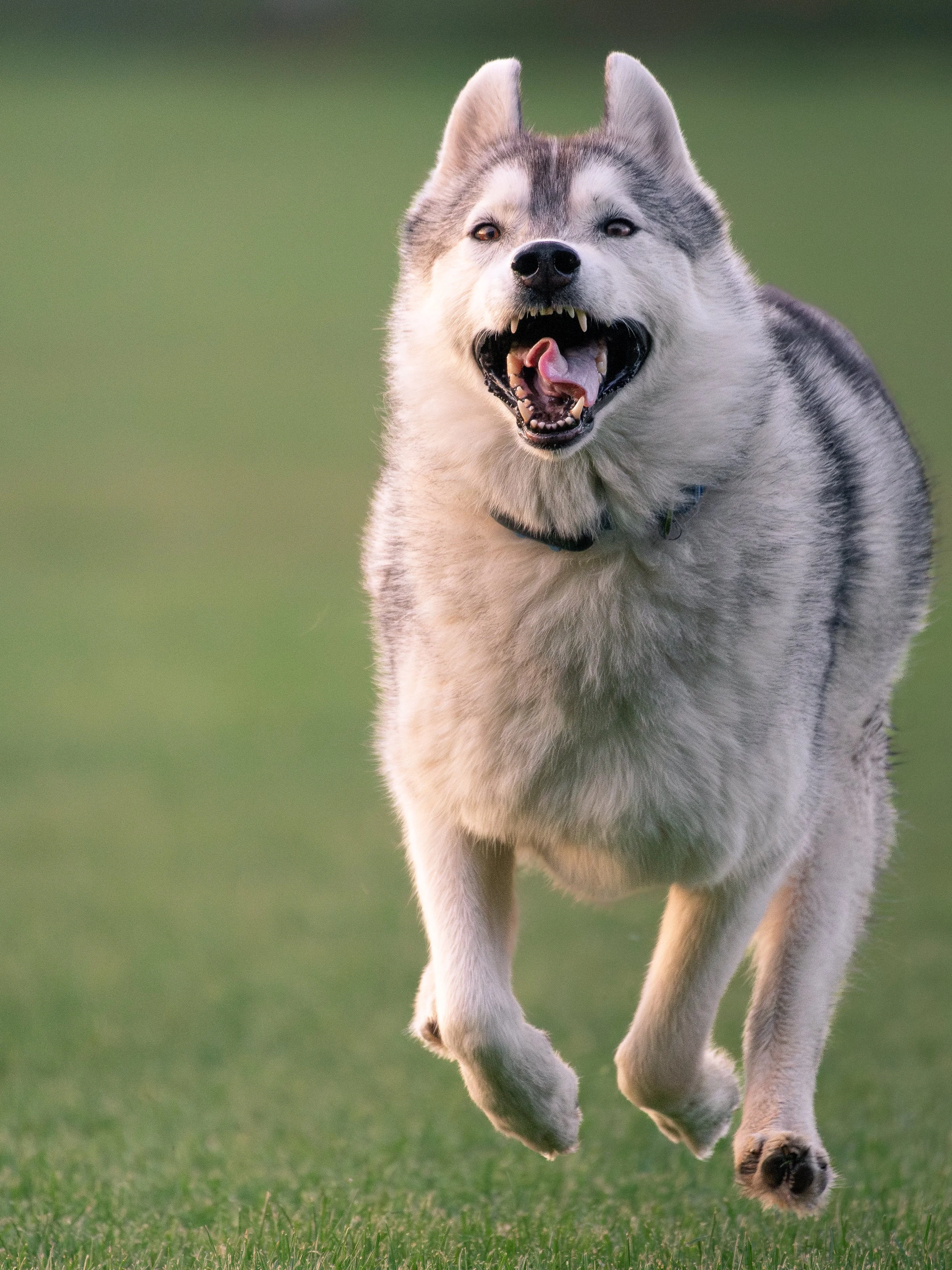 A Siberian Husky dog running on green grass with a joyful expression.