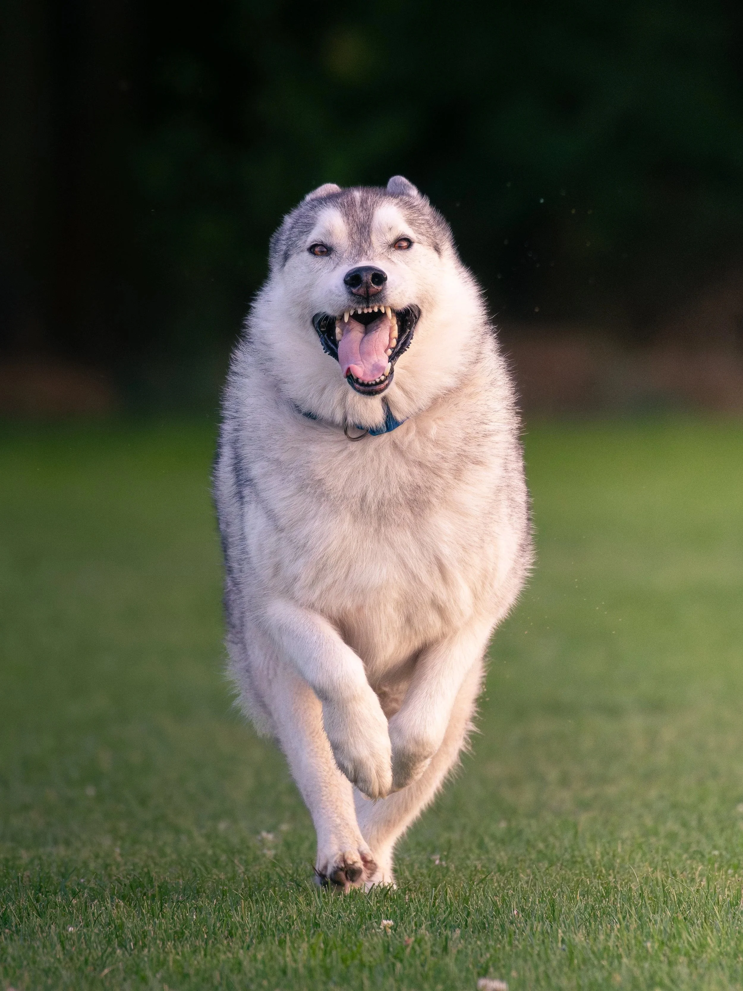 A happy Siberian Husky dog running on grass with its mouth open and tongue out.