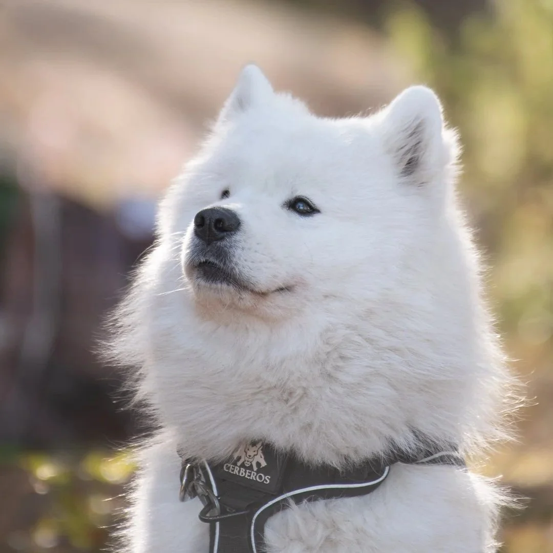 A white fluffy dog, possibly a Samoyed, wearing a harness outdoors.