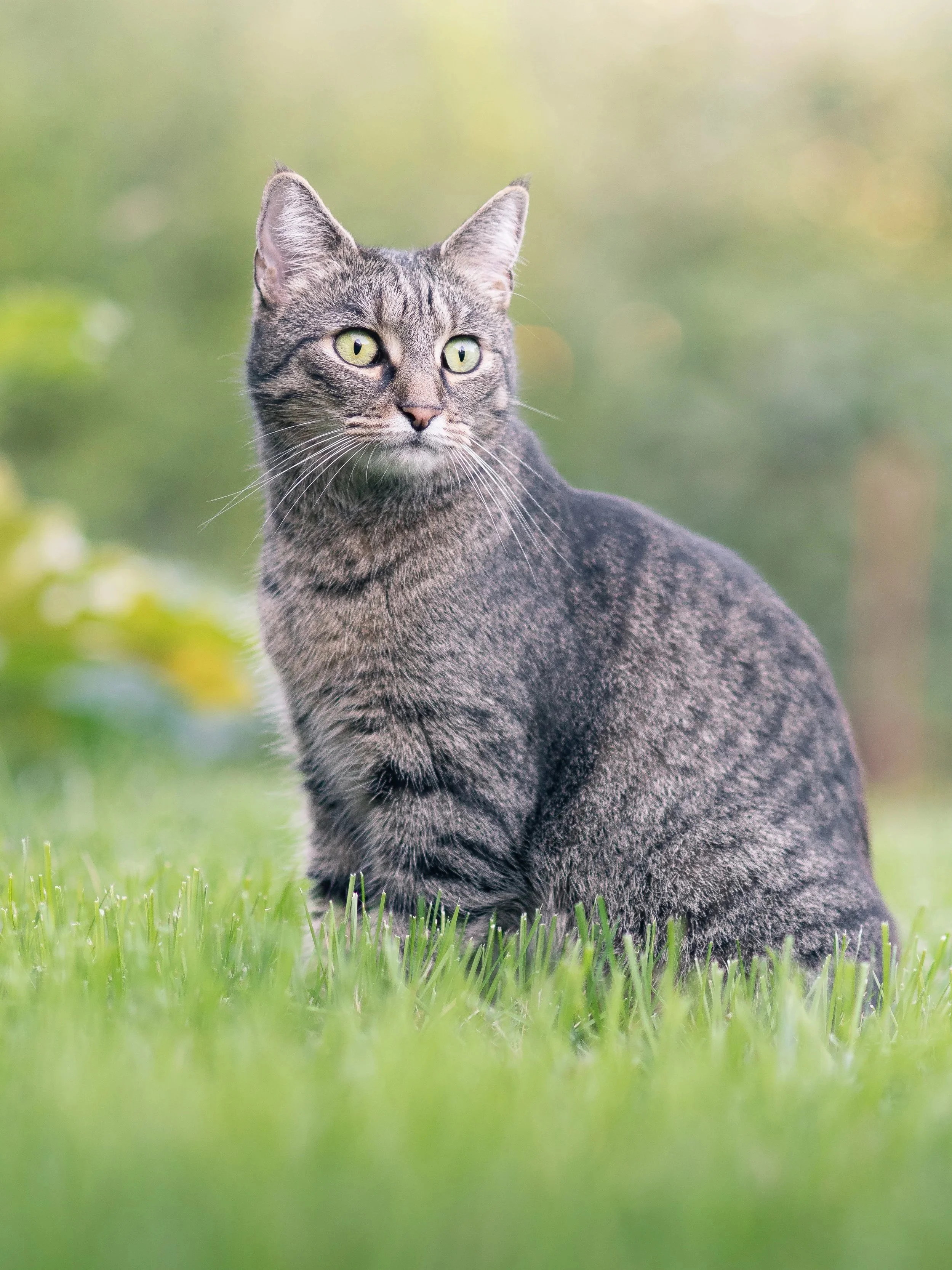 A tabby cat sitting on green grass with a blurred natural background.