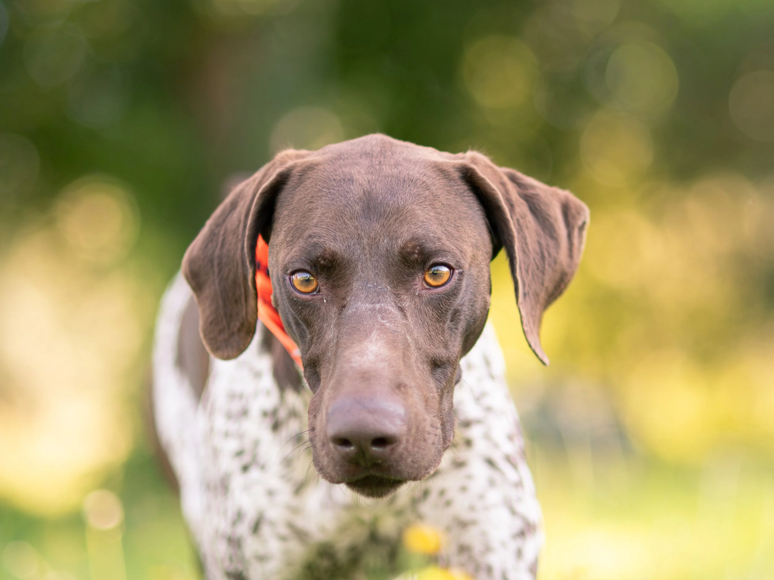 Close-up of a brown and white dog with amber eyes and a red collar, outdoors with green and yellow blurred background.