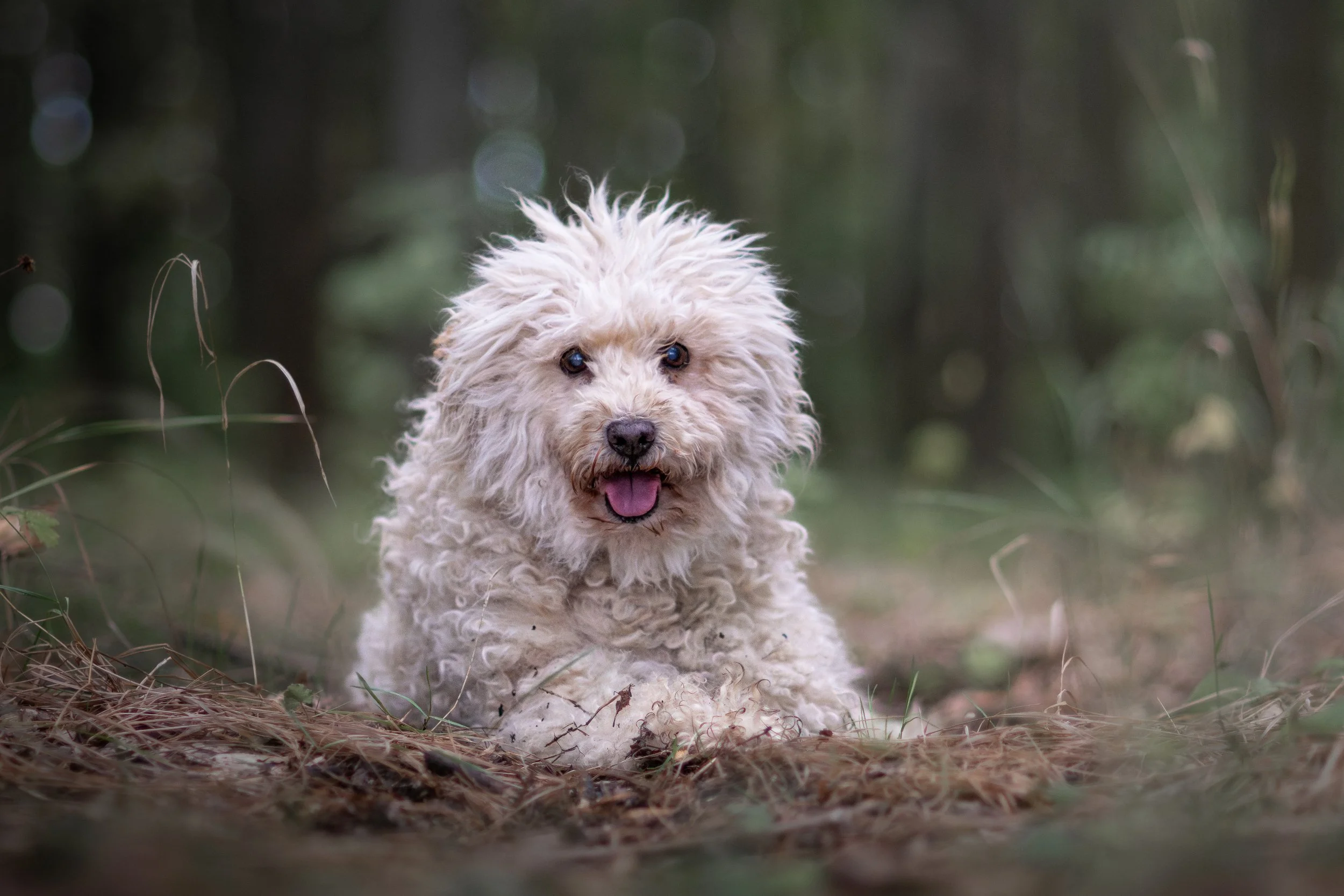 A fluffy, curly-haired white dog lying on the forest floor with its tongue out, surrounded by blurred trees and greenery.