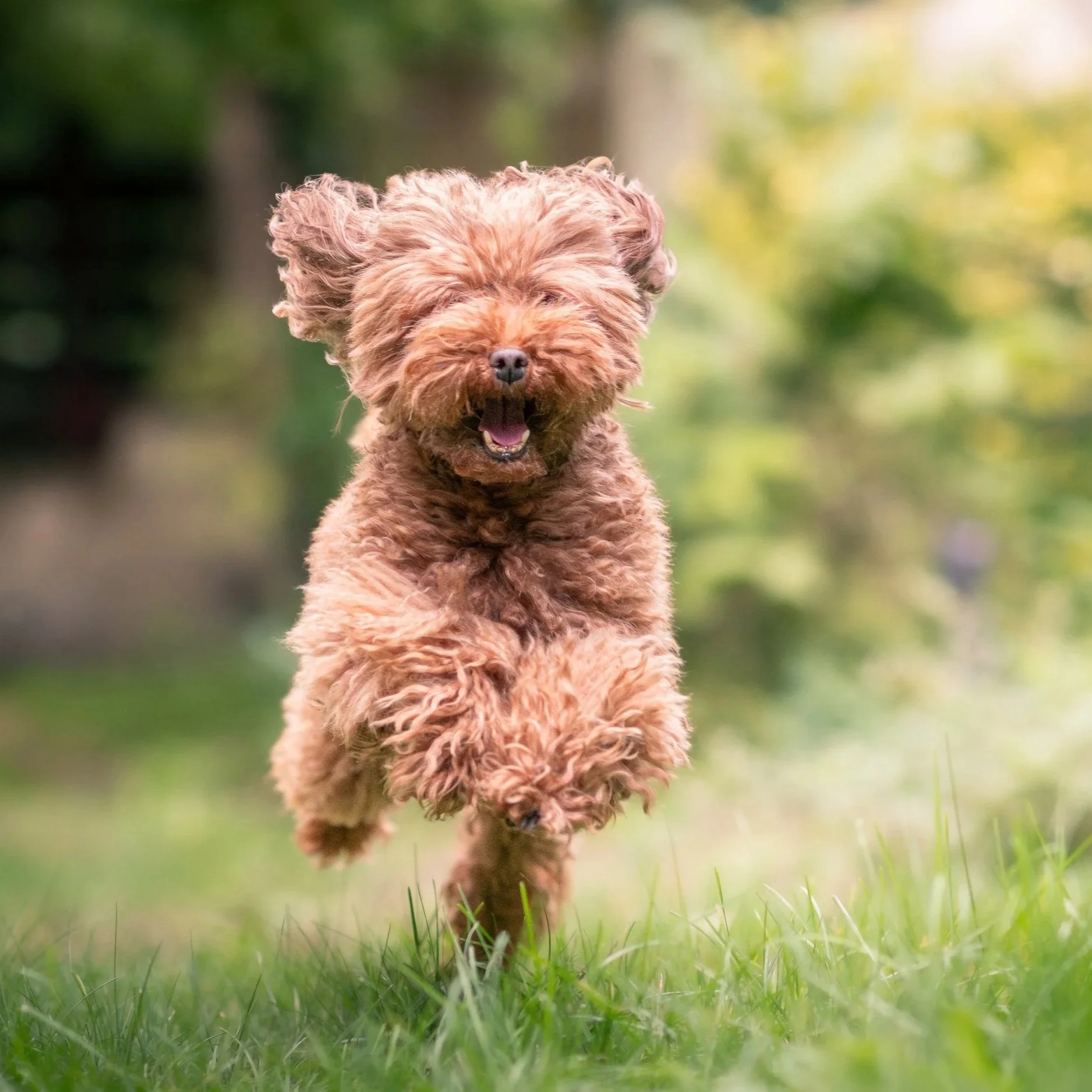 A small curly-haired brown dog running towards the camera with a joyful expression in a grassy outdoor setting.