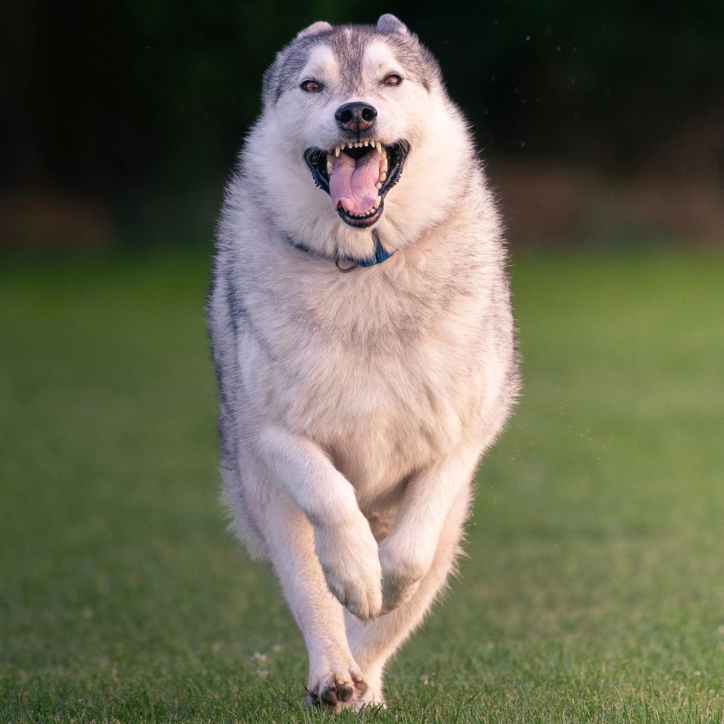 A happy Siberian Husky running on grass with an open mouth.