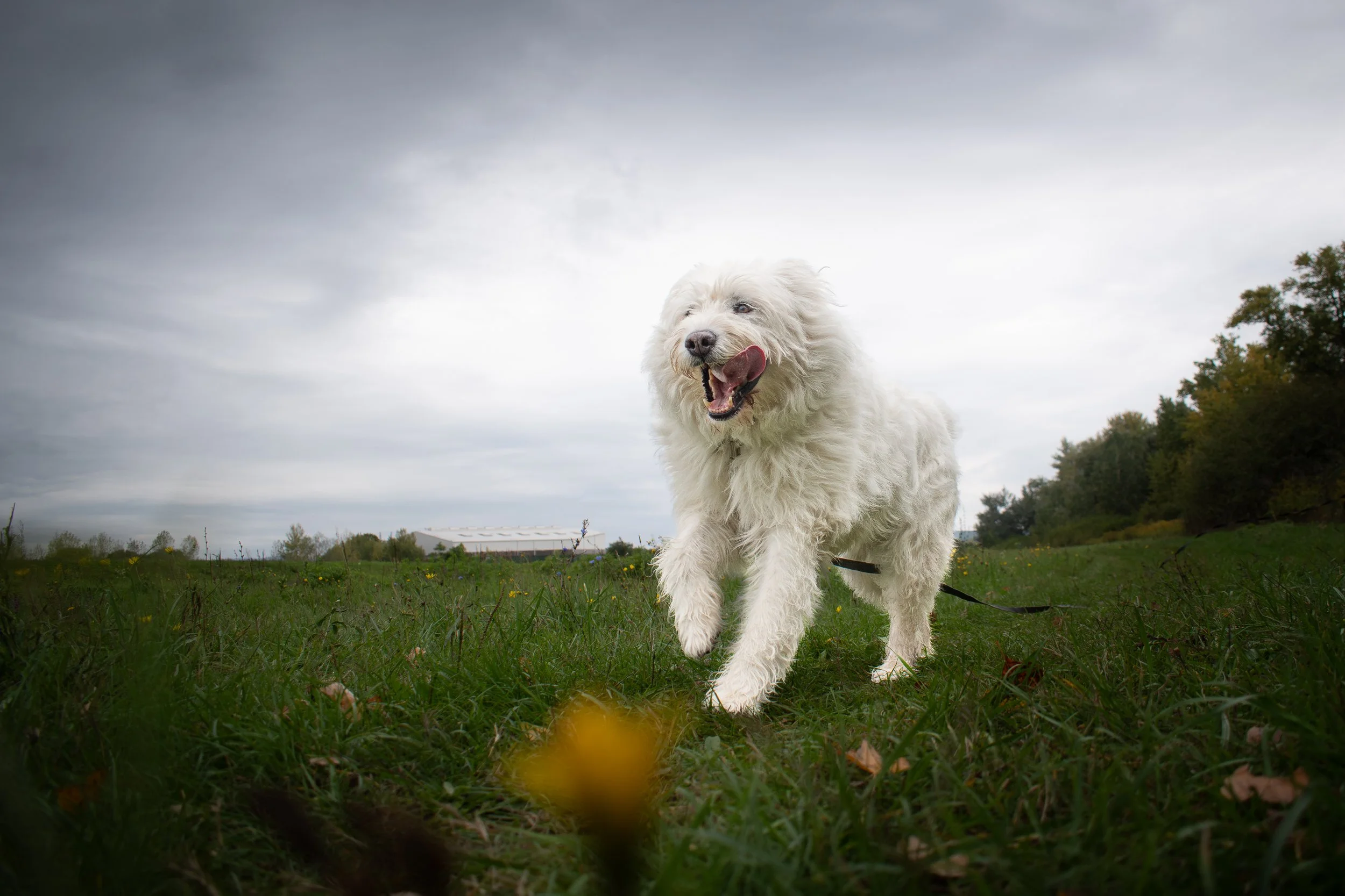 A white, fluffy dog running on a grassy field with a cloudy sky above.