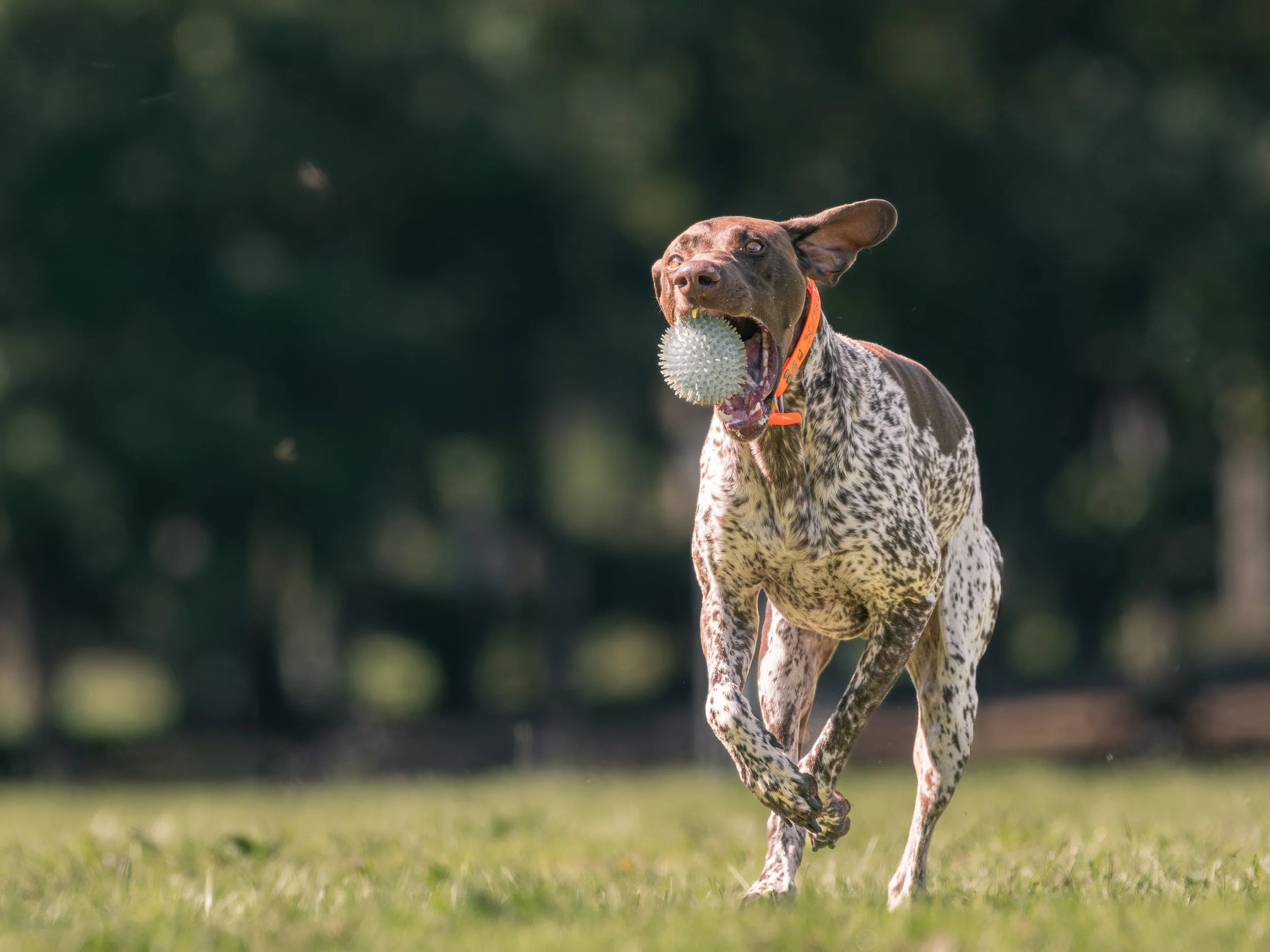 A dog with a brown head and black and white speckled body running on a grassy field with a spiked ball in its mouth.