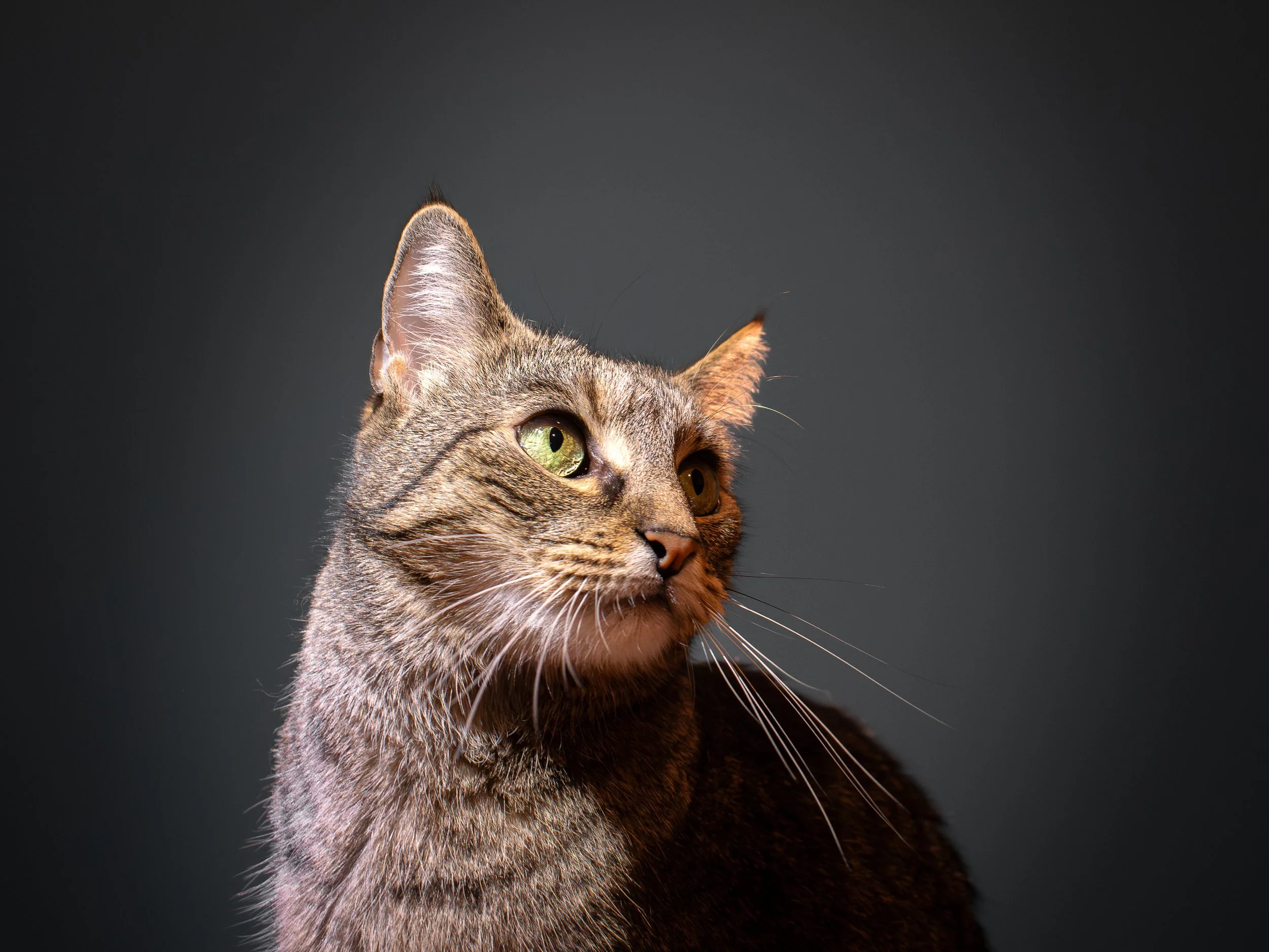 Close-up of a tabby cat with green eyes against a dark background.