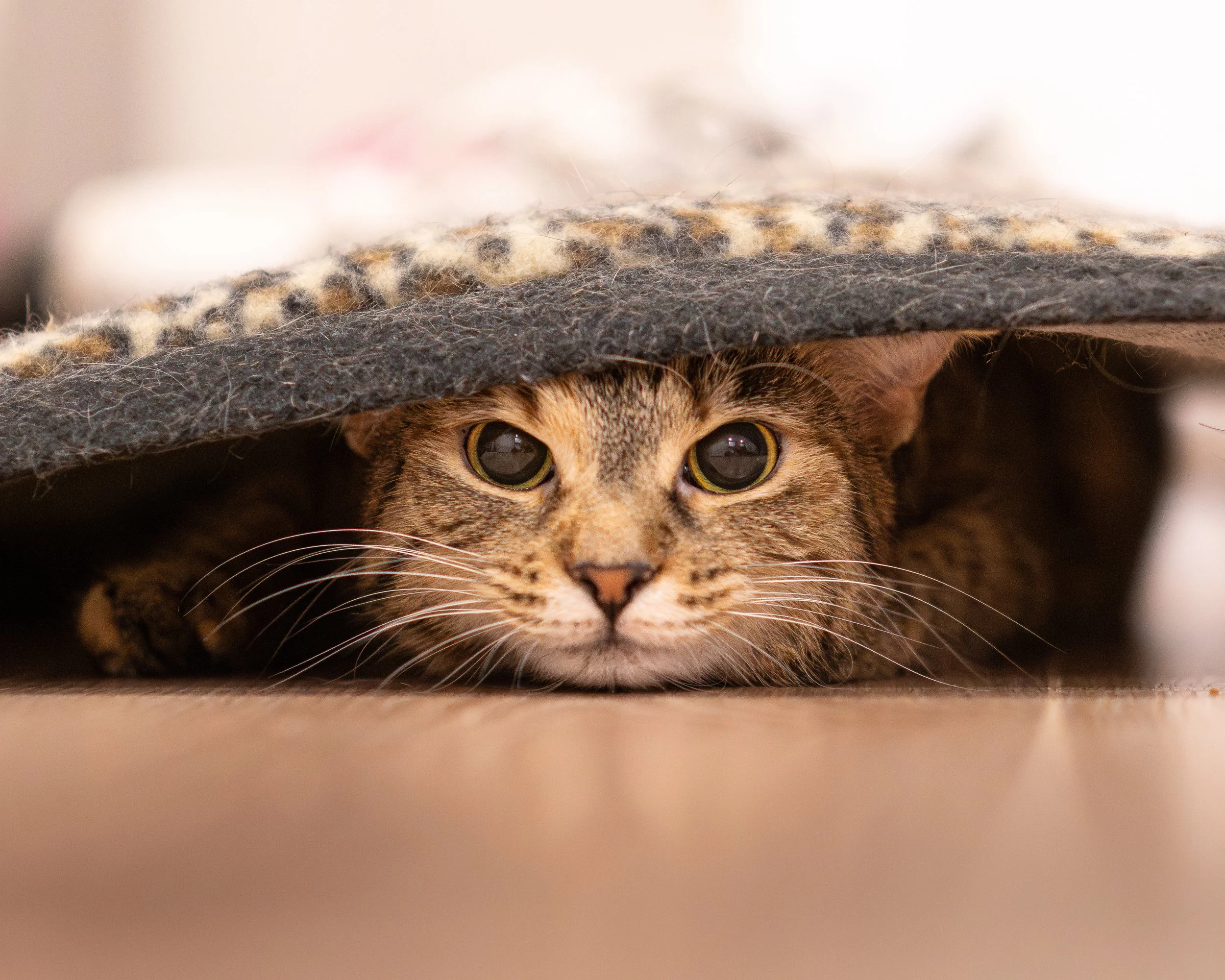 A tabby cat with yellow eyes resting under a piece of furniture, hiding with its head and front paws visible.