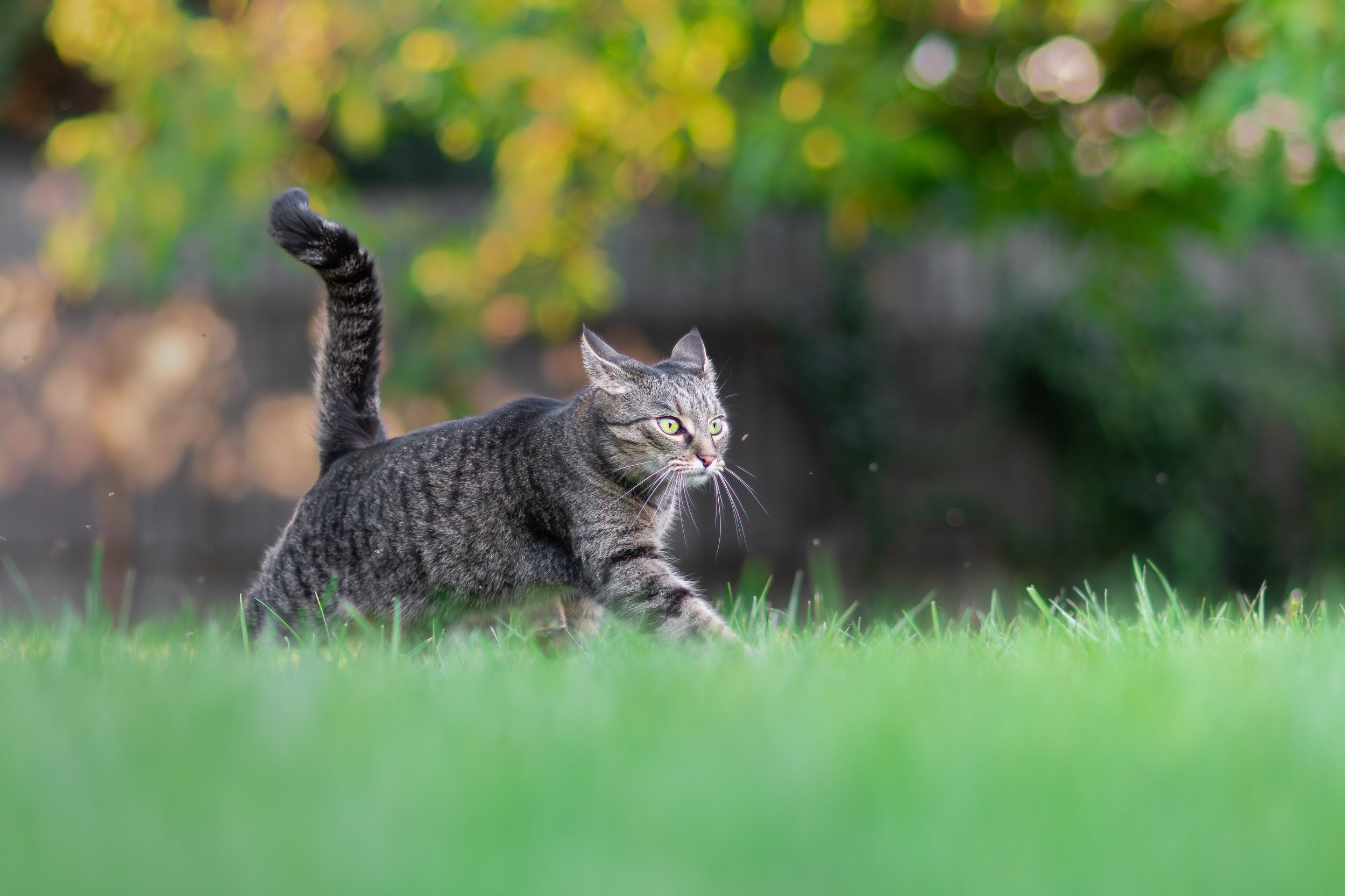A gray tabby cat crouching low on green grass, with a blurred background of trees and sunlight.