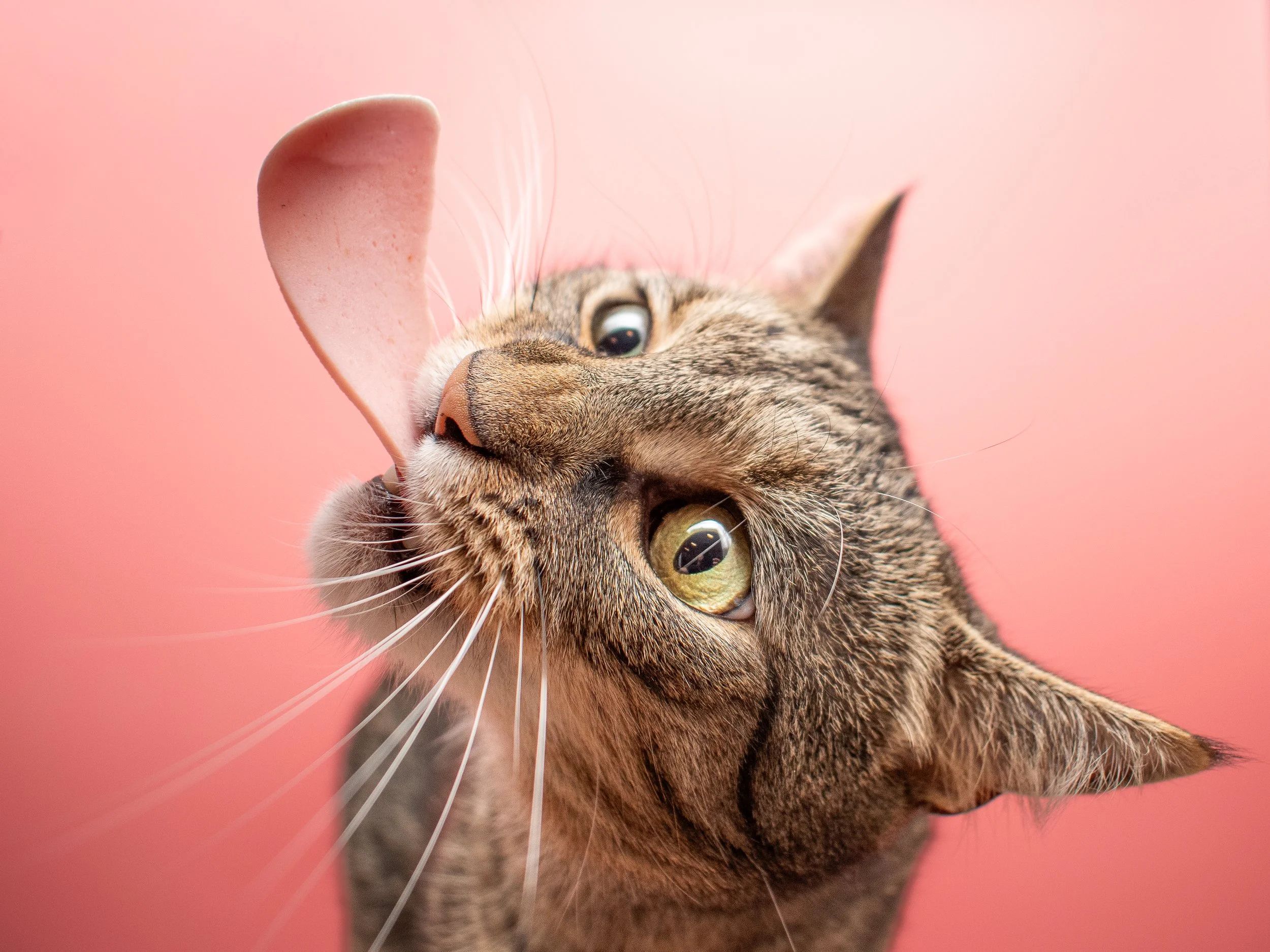 Close-up of a tabby cat licking its ear against a pink background.