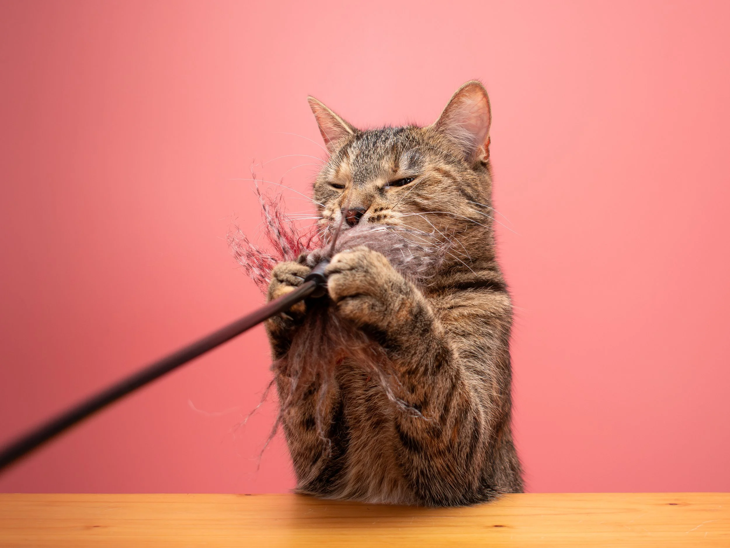 A tabby cat engaging with a feather toy on a stick against a pink background.