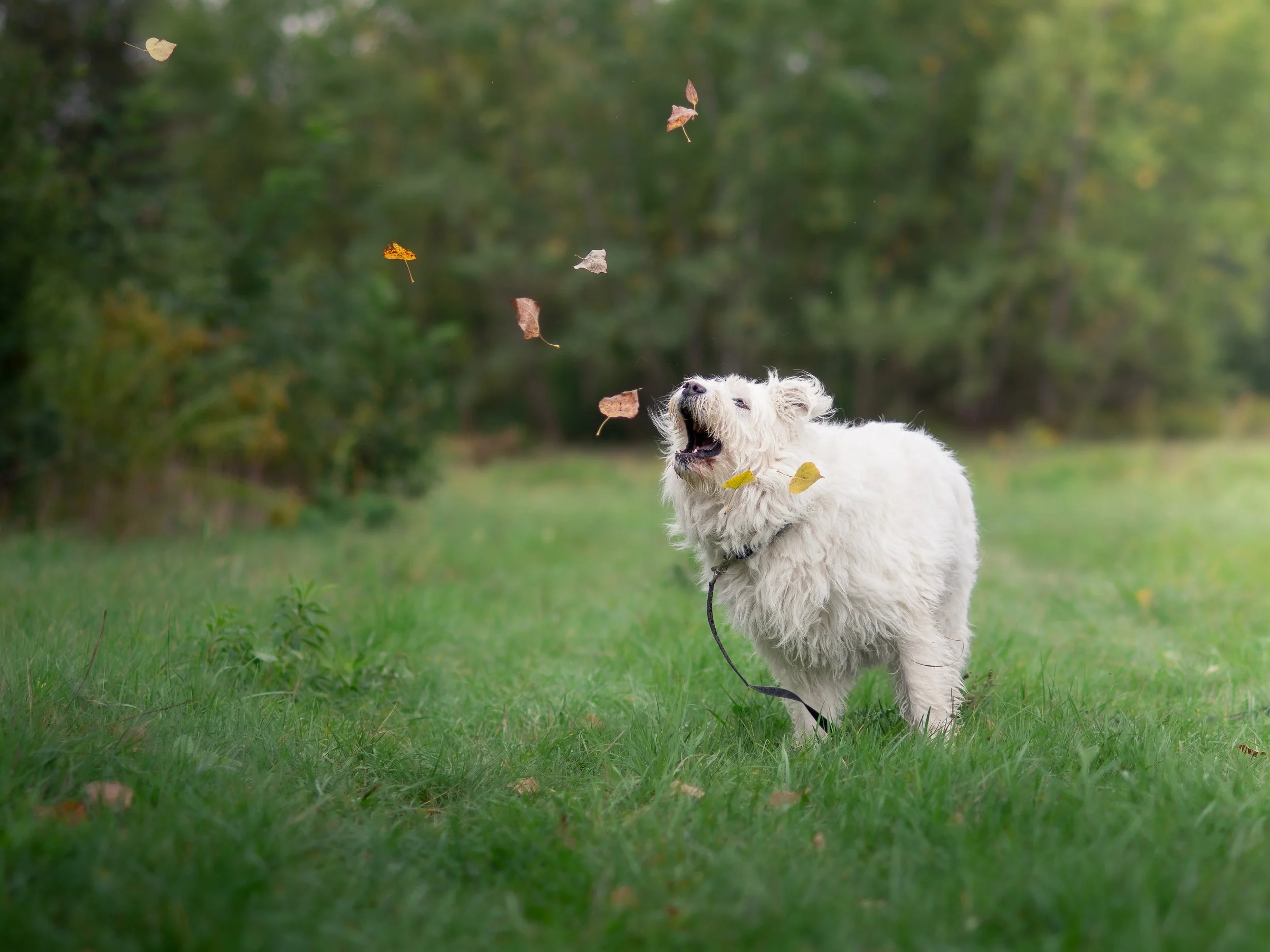 A white fluffy dog playing in a grassy field, tossing leaves into the air with a forest in the background.