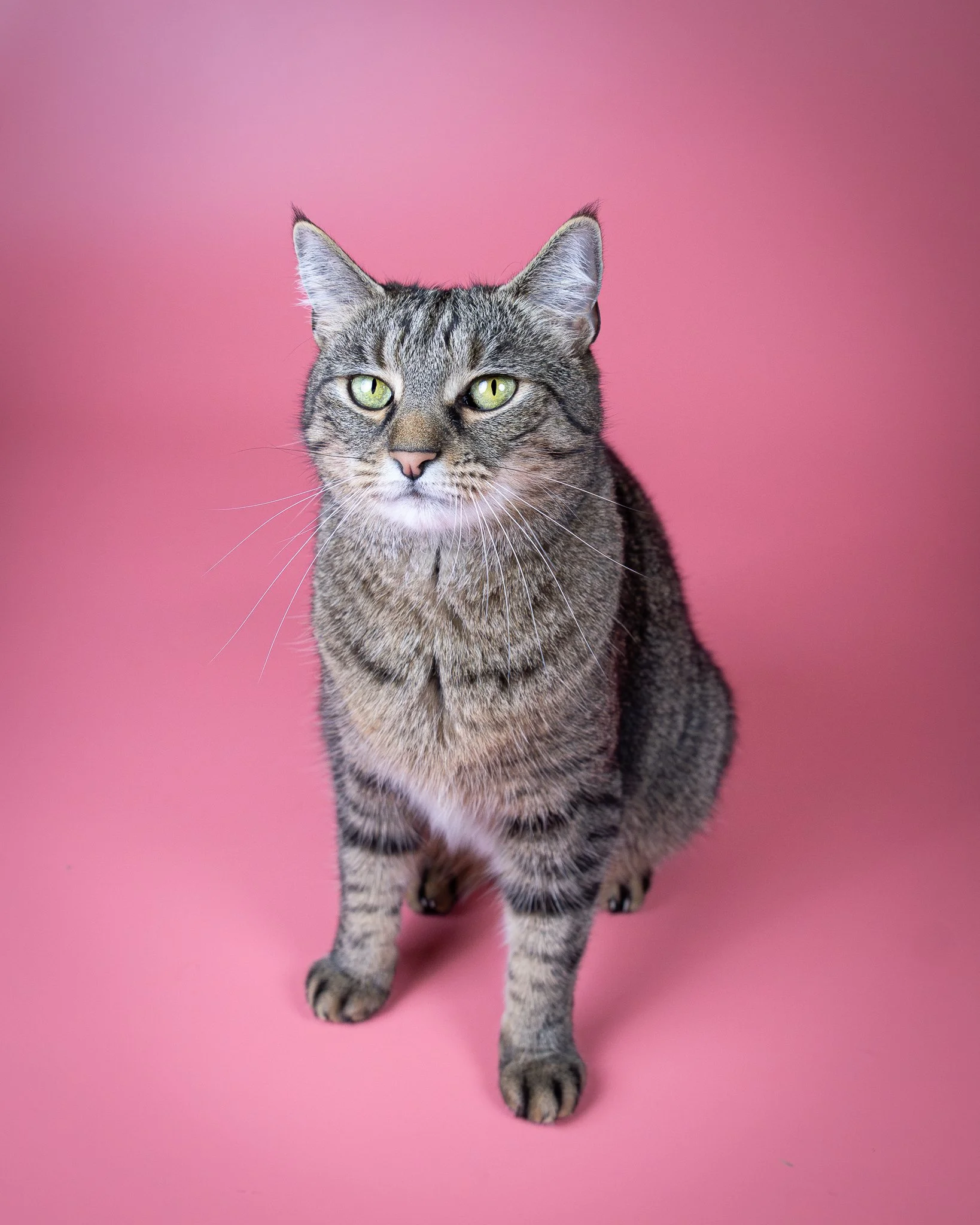 Close-up of a tabby cat with yellow-green eyes, looking thoughtfully to the side against a dark background.