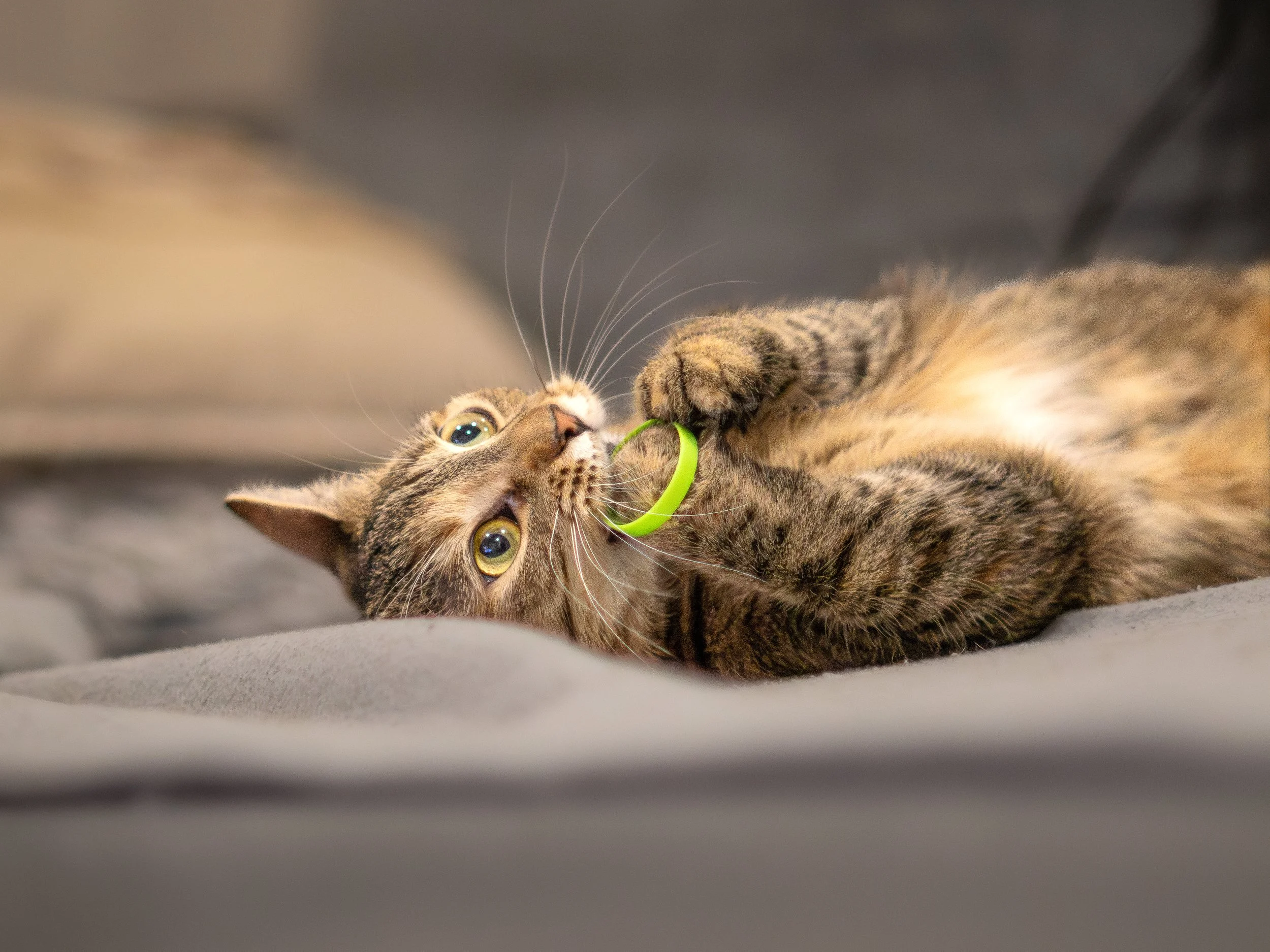 A brown tabby cat lying on its back playing with a green toy.