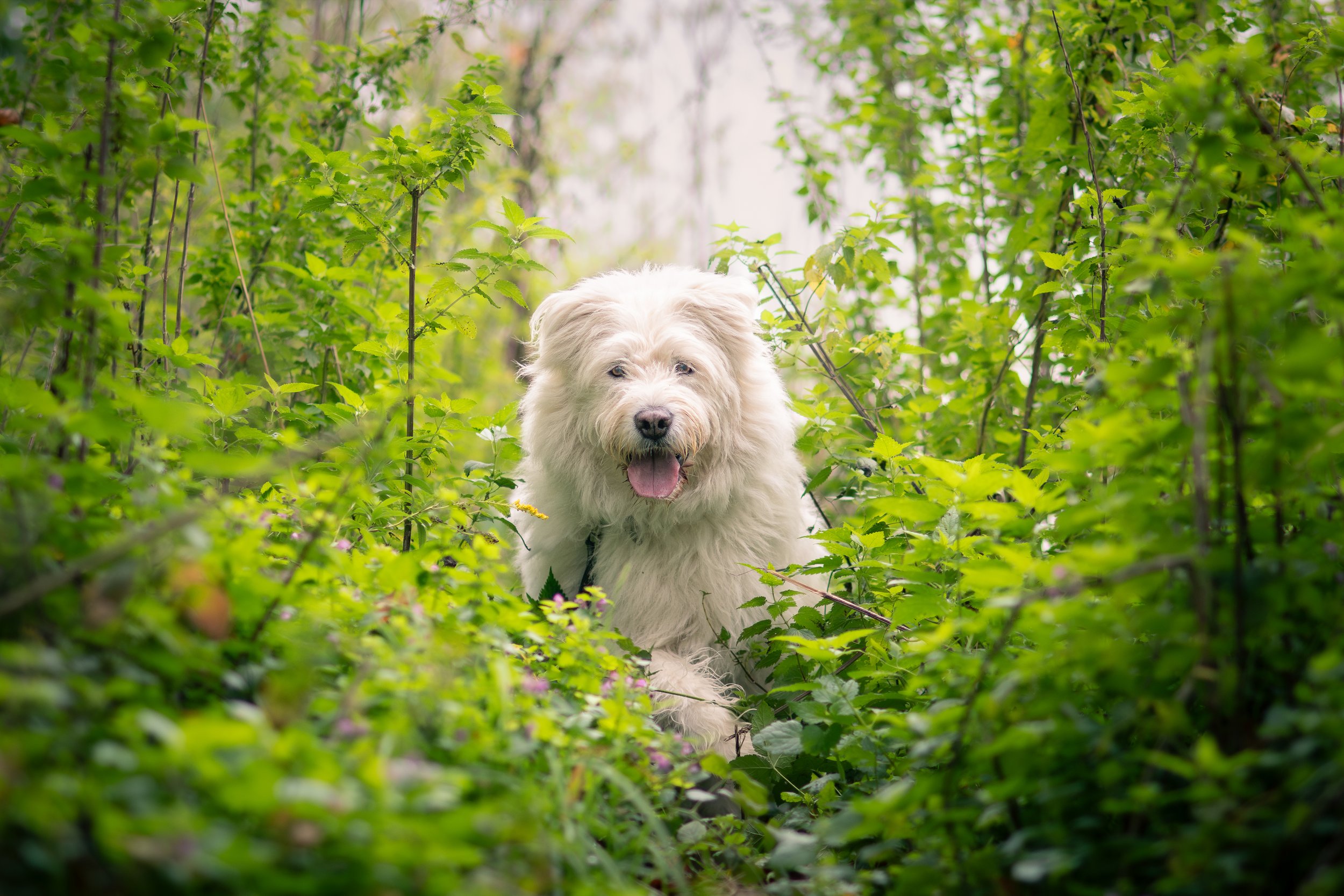A fluffy white dog with a happy expression, sitting among green bushes in a wooded area.