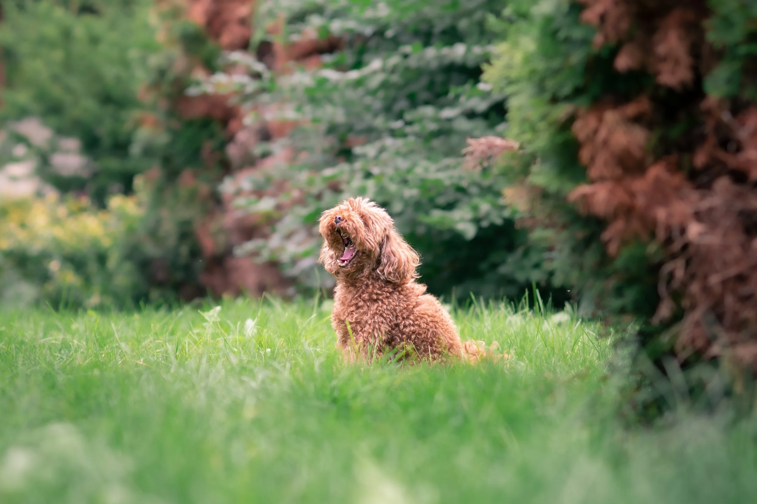 A brown curly-haired dog sitting on green grass in a park, yawning with an open mouth, surrounded by trees and bushes