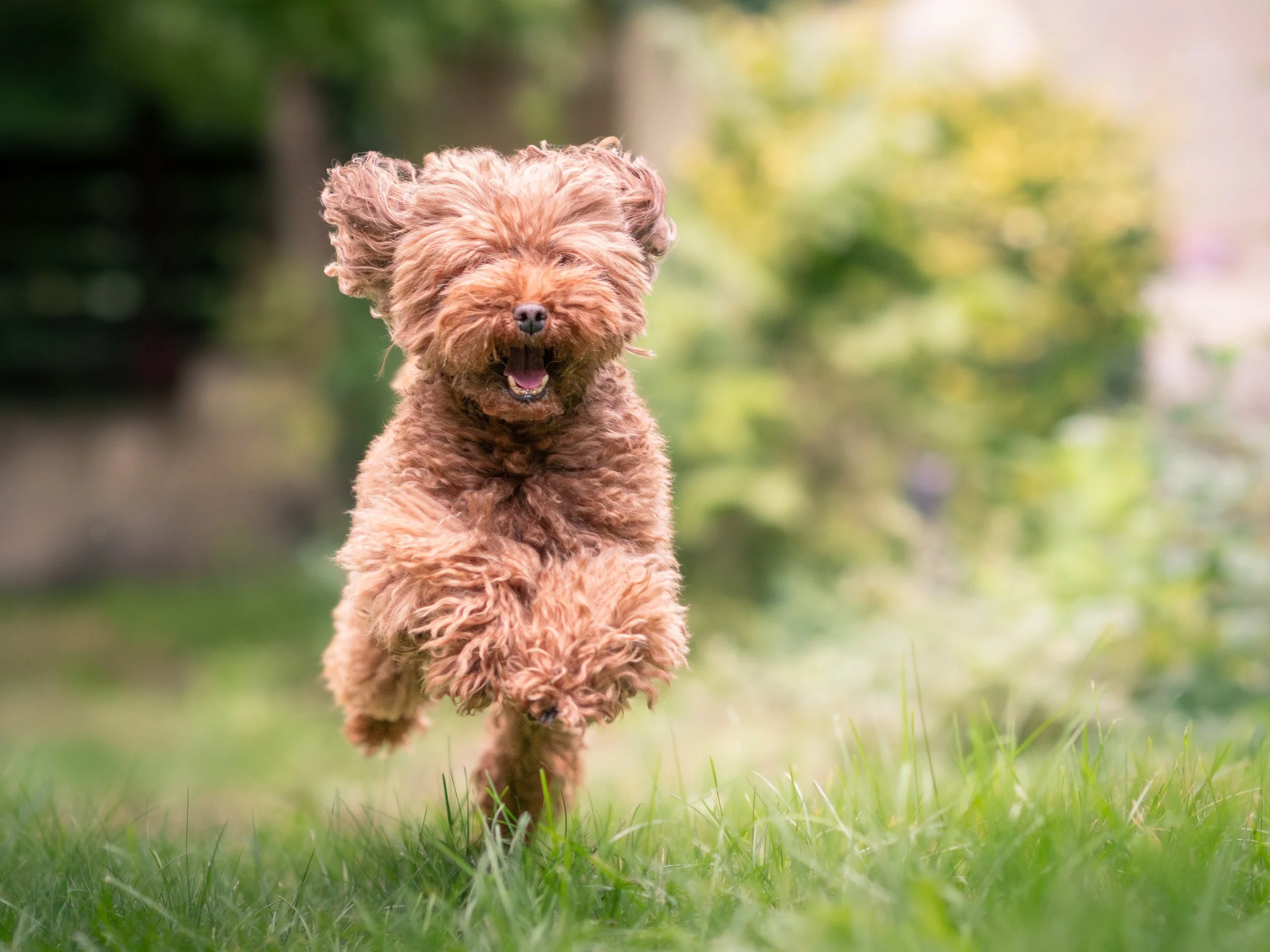 A brown, curly-haired dog running towards the camera on a grassy area with a blurred background of trees and greenery.