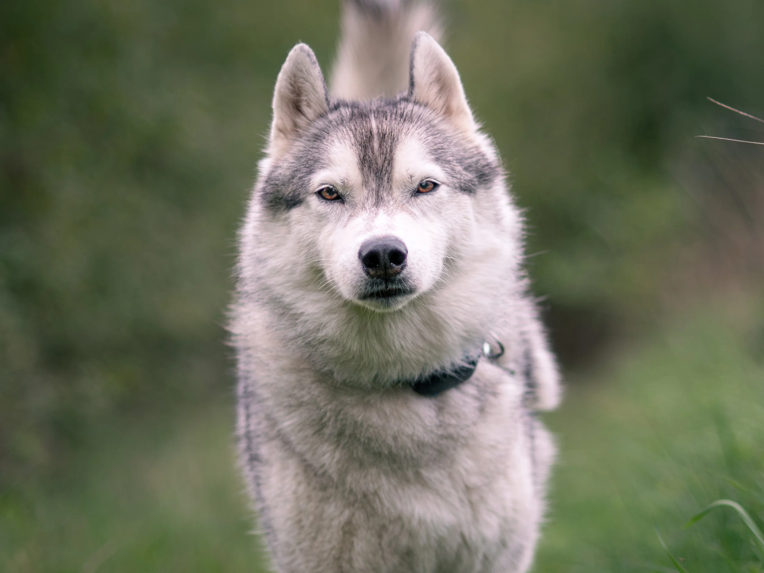 A Siberian Husky dog with gray and white fur standing outdoors on green grass.