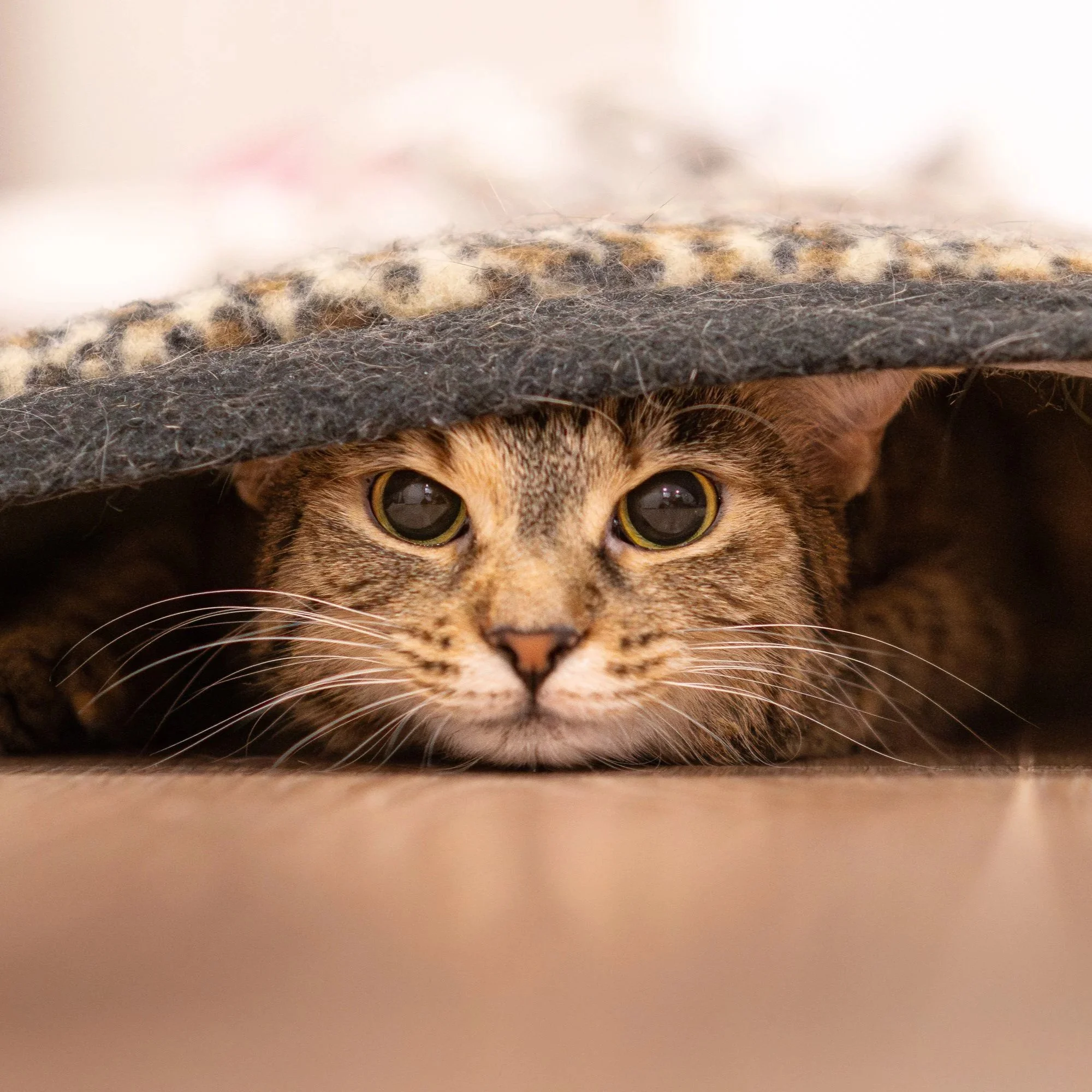 Close-up of a tabby cat's face peeking out from under a blanket or fabric.