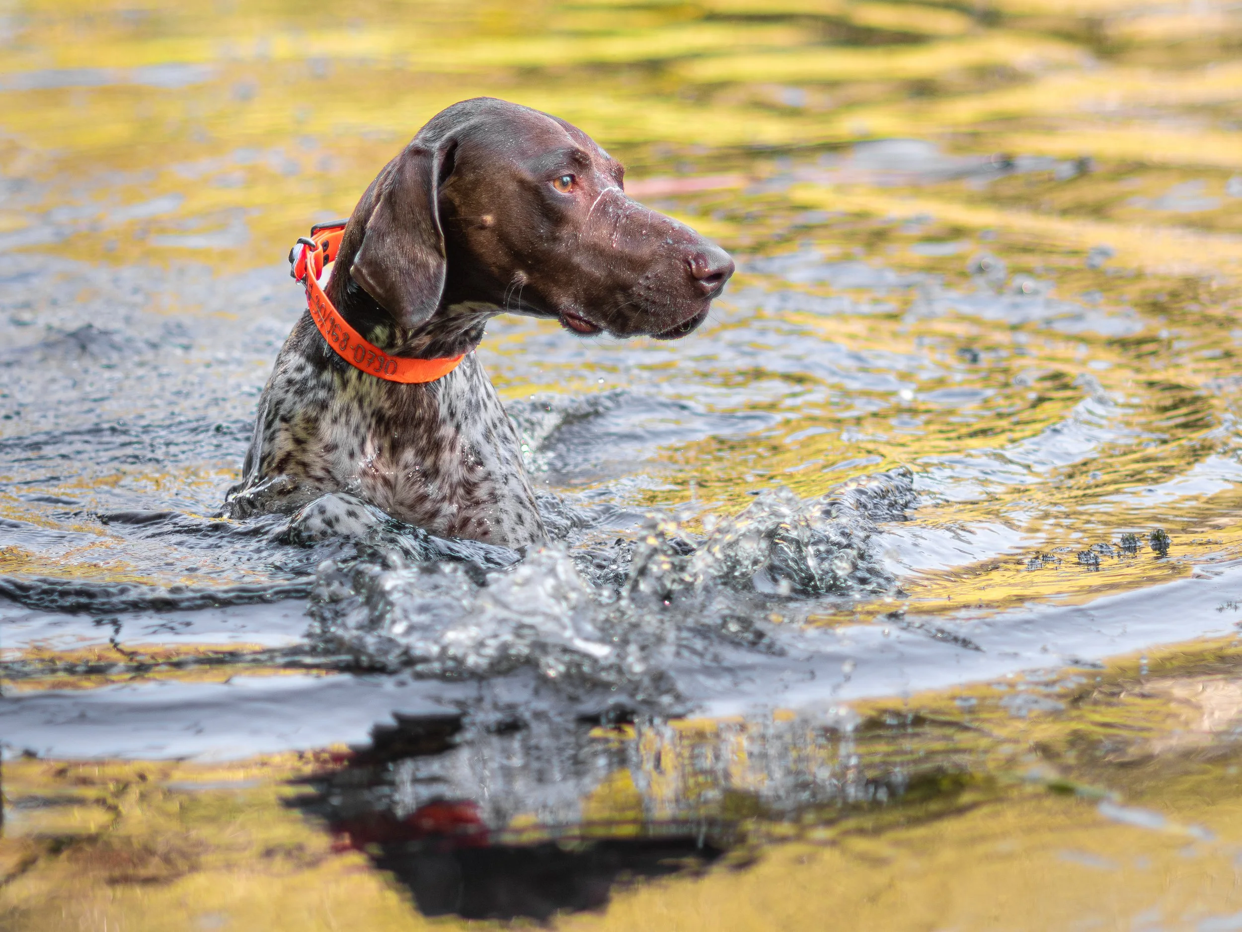 German shorthaired pointer dog swimming in water with a red collar.
