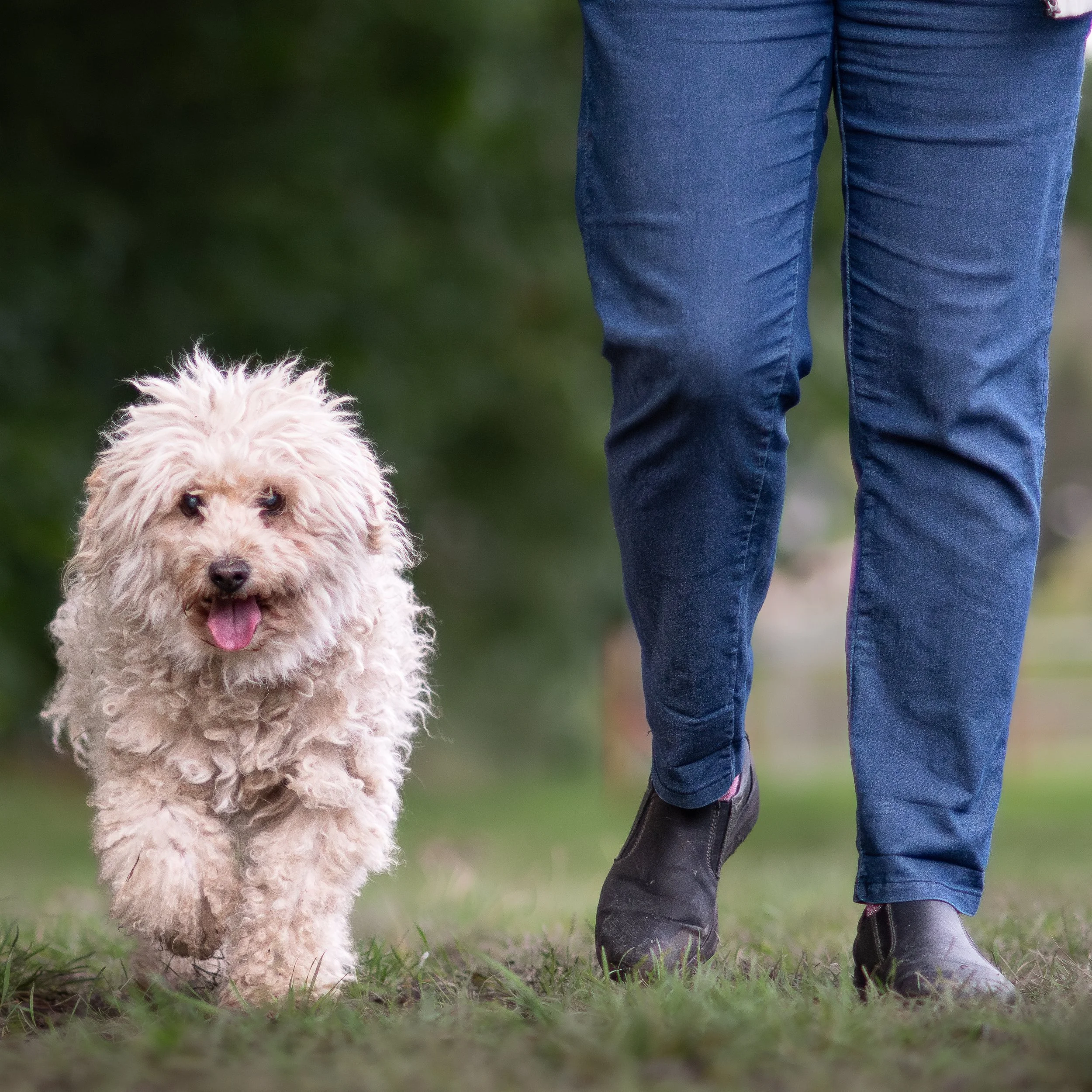 A fluffy, cream-colored dog walking on grass beside a person wearing blue jeans and black shoes in an outdoor park setting.