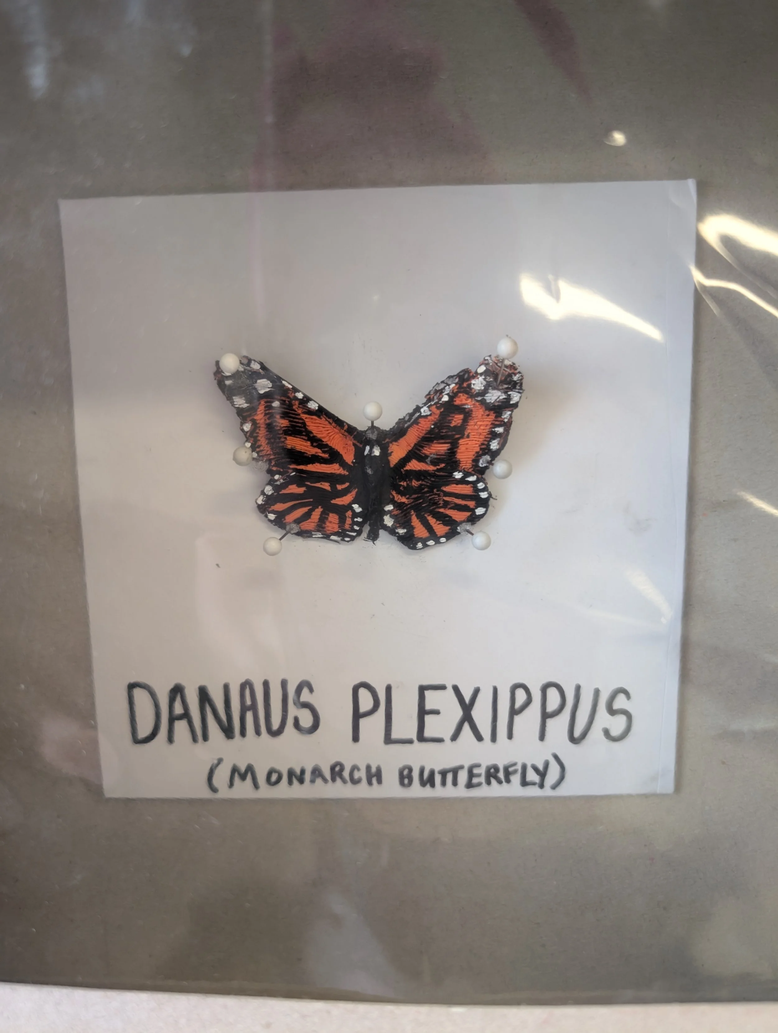 Light gray mount board shadowbox with plastic overlay. Inside is white cardstock with words 'Danaus Plexippus (Monarch Butterfly)' with 3D printed and painted in orange, white, and black with white pins holding it to back board.