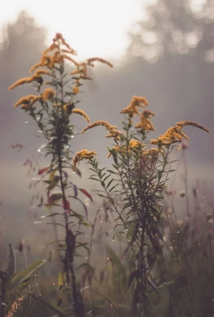 Autumn Weeds with Hidden Gifts