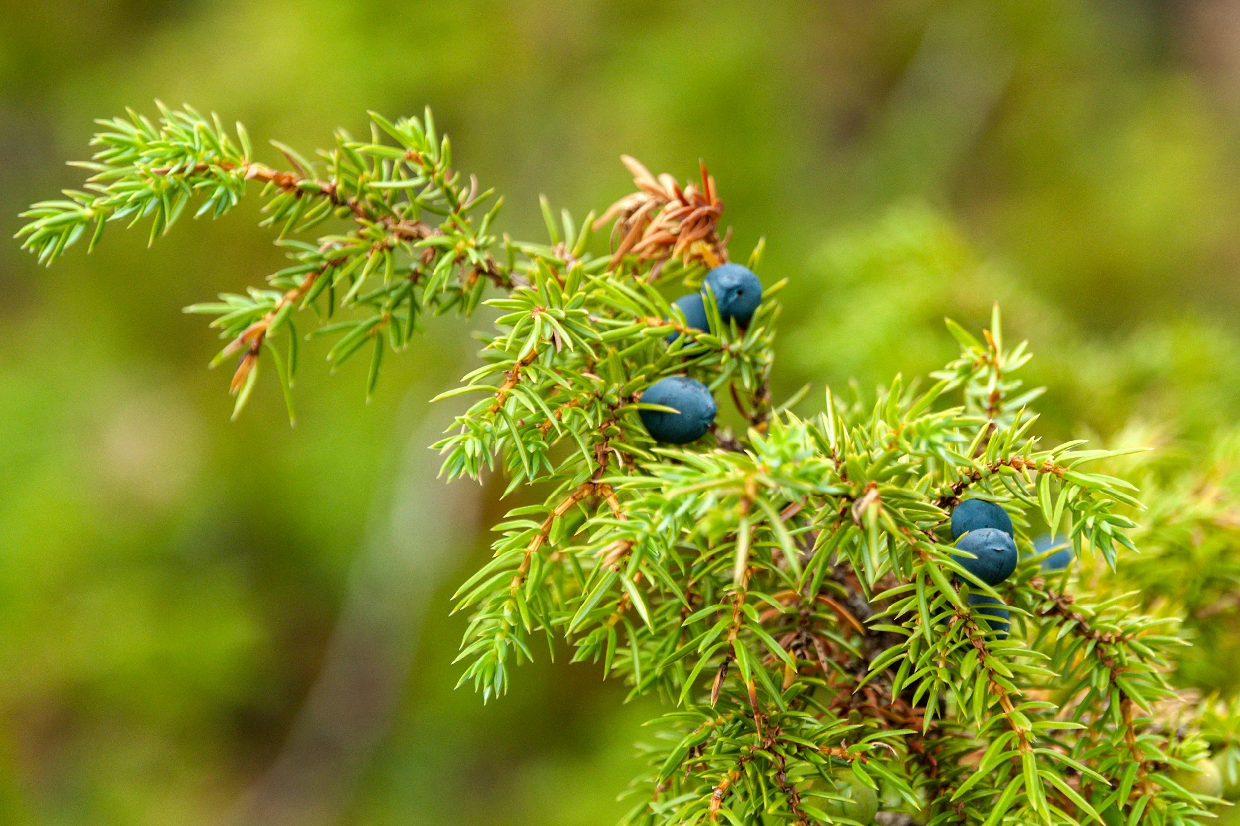 A close-up of a green coniferous tree branch with small needle-like leaves and dark blue berries against a blurred green background.