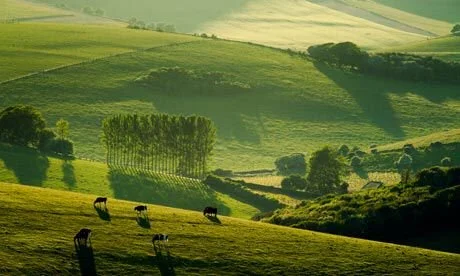 Rolling green hills with scattered trees and a few grazing cows in a rural landscape.