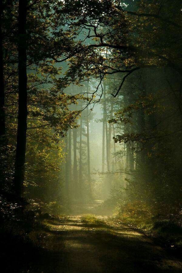 Sunlight streams through a dense forest with tall, leafy trees and a dirt path.