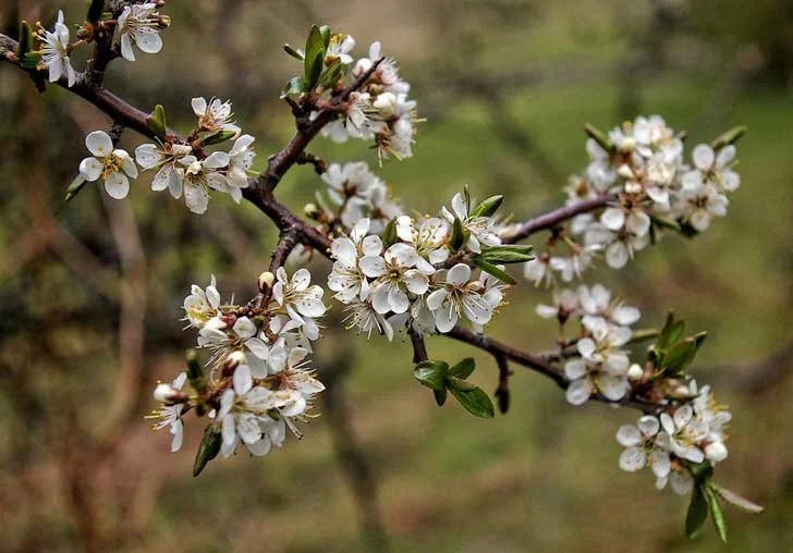 201103_Blackthorn-blossom-JeanM1-CC-BY-NC-ND-2_web.jpg