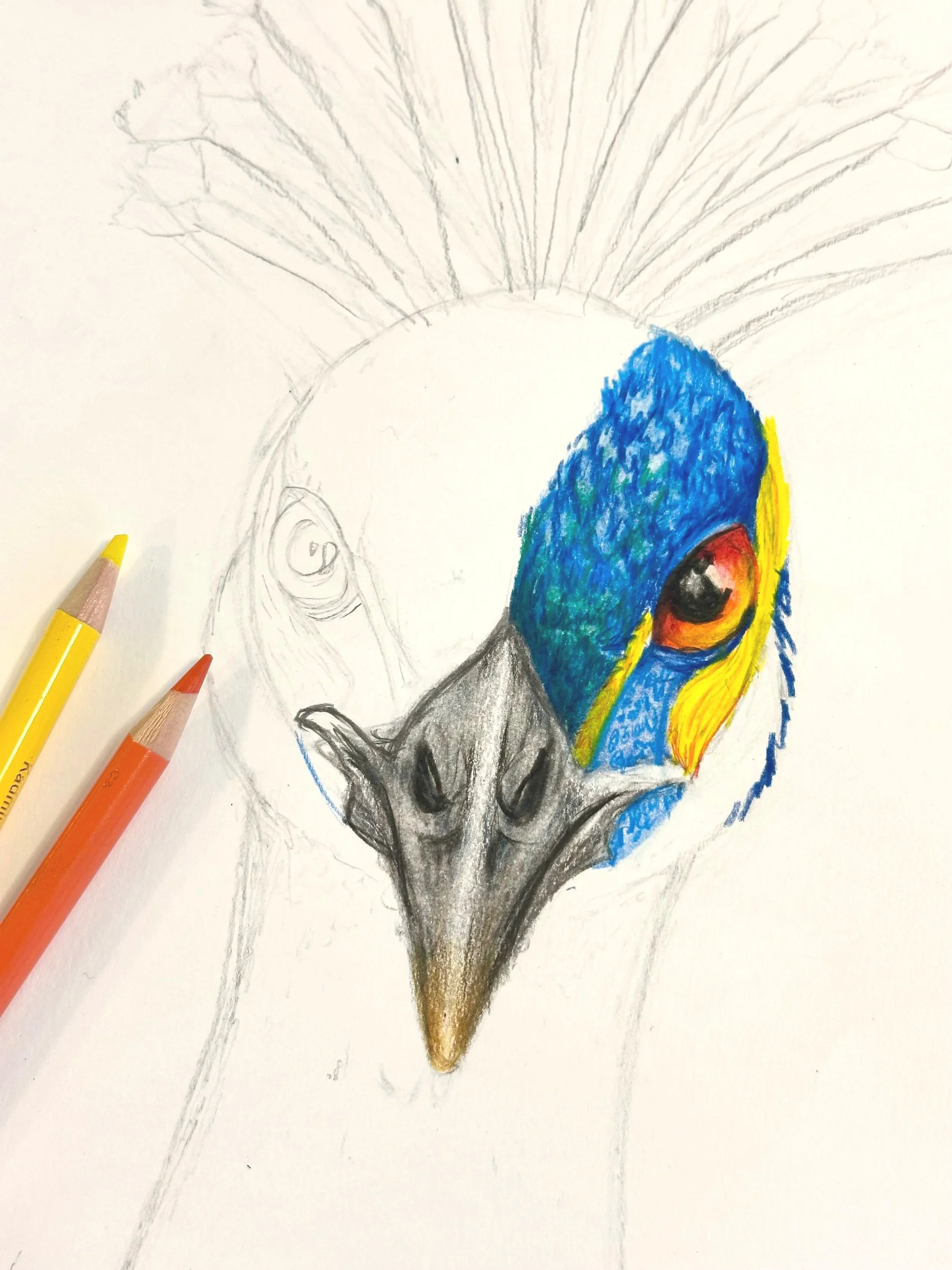  Lær å tegne dyr og portretter med Maike Sjåfjell i regi av Oslo Kunstakademi 