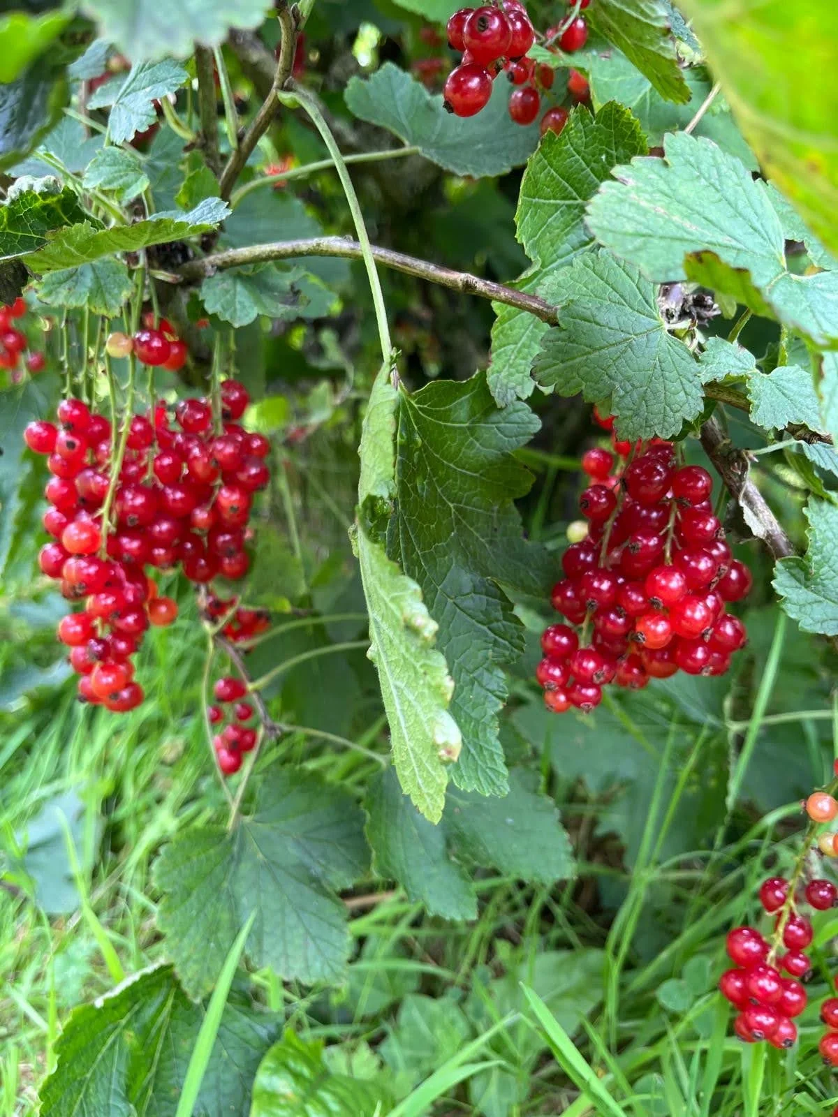 Redcurrants.jpg