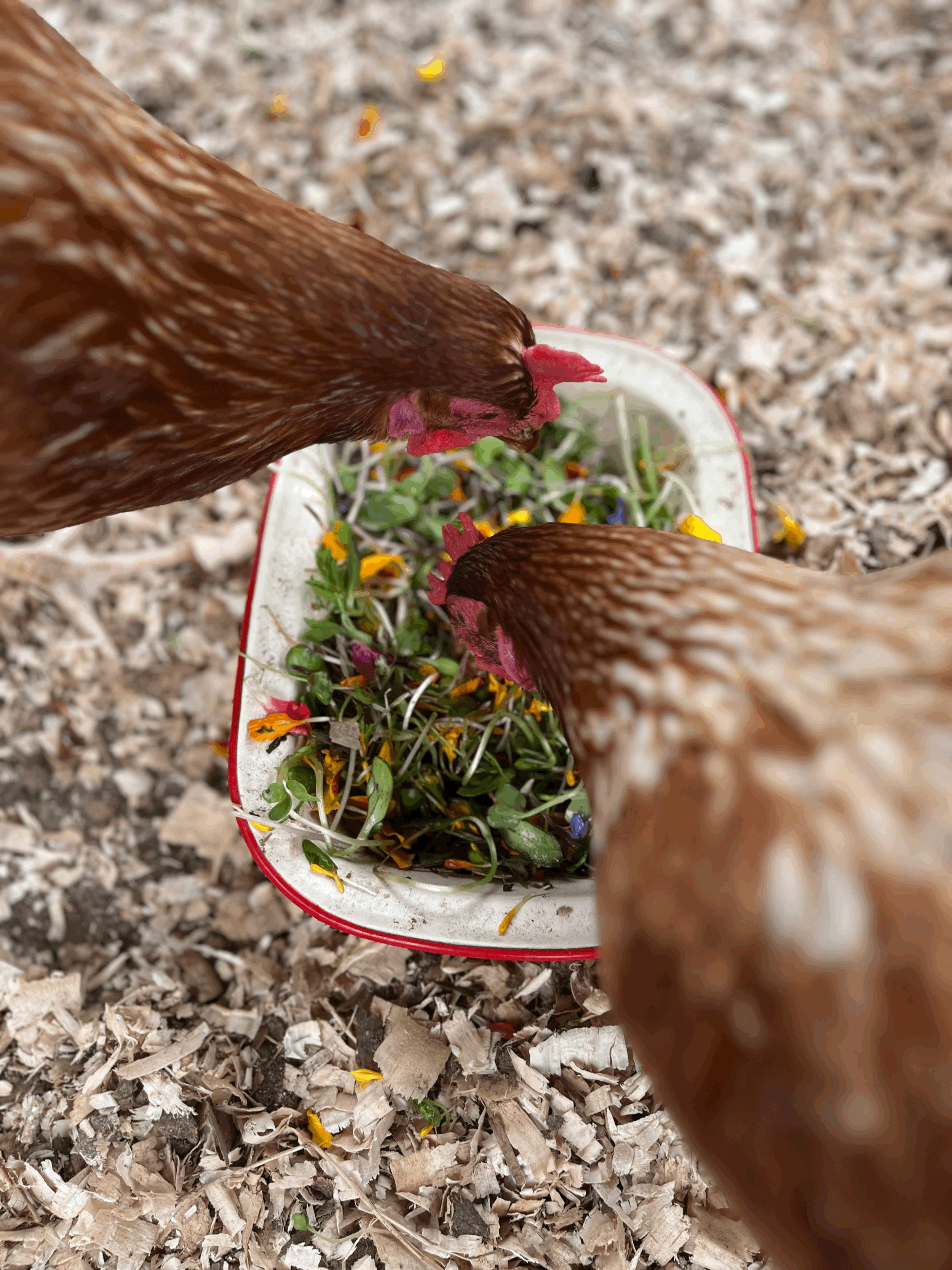 Beginner’s Guide to Keeping Hens - Sun Sept 6th