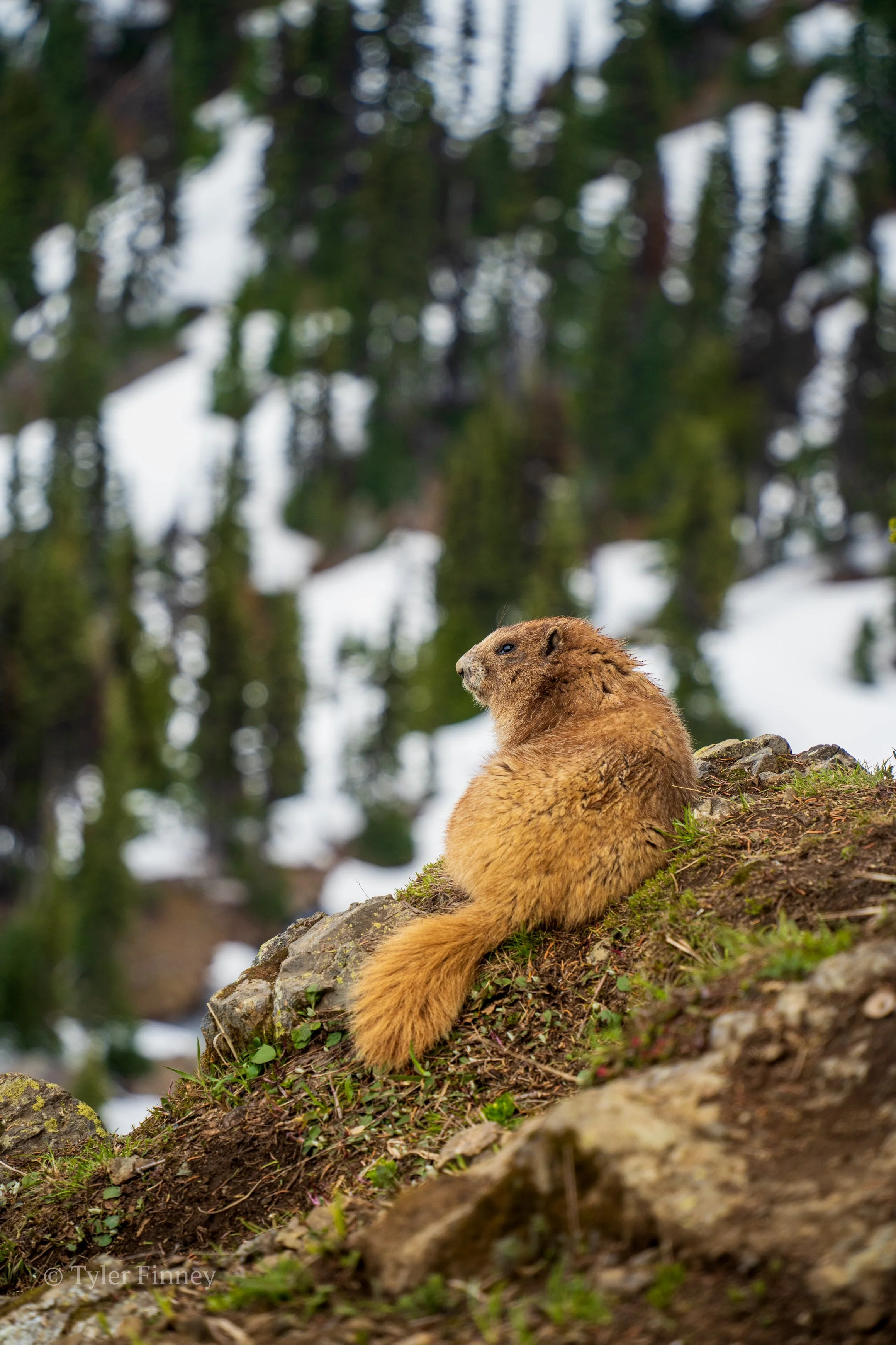 Hurricane Ridge-04.jpg