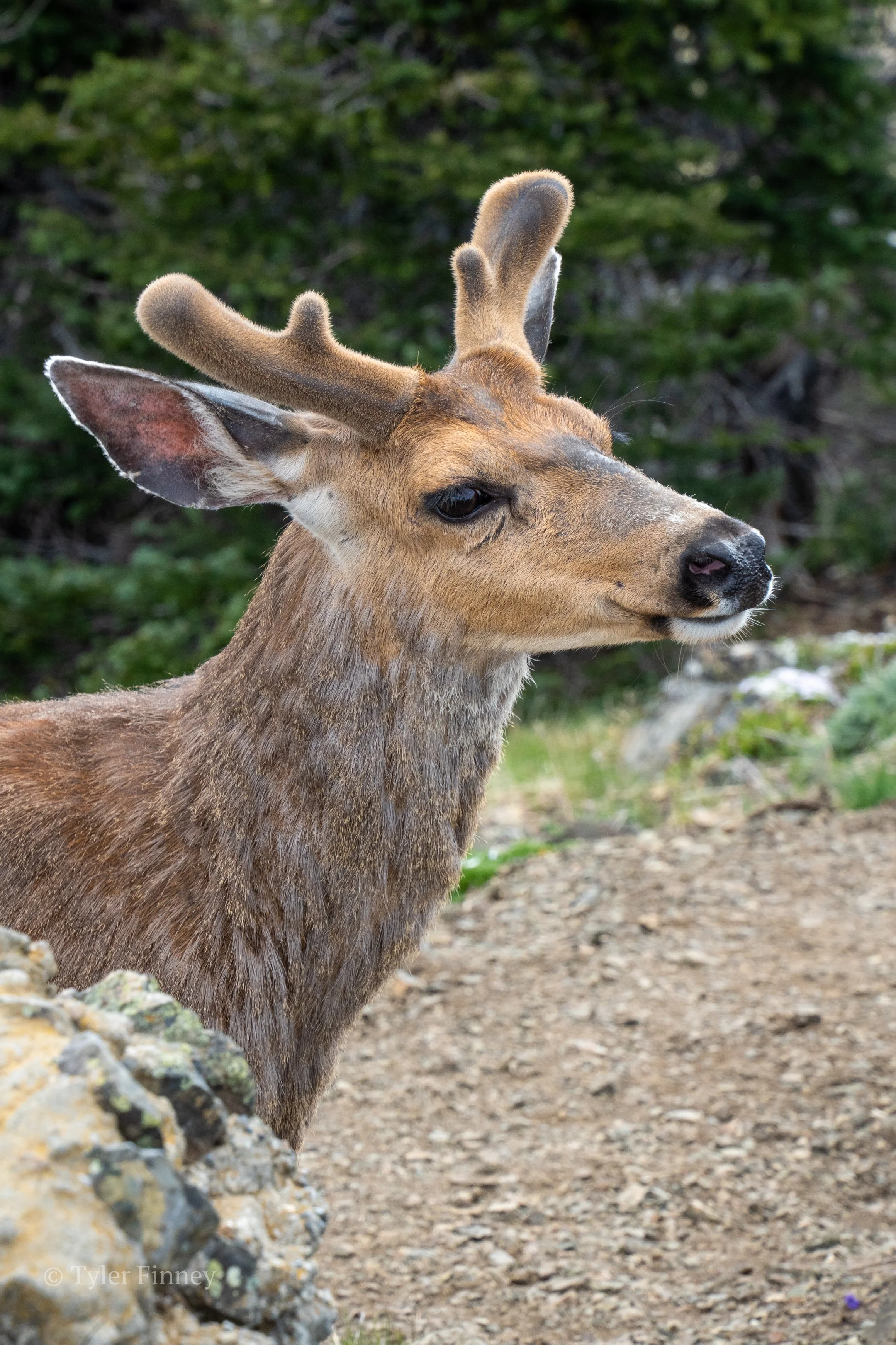 Hurricane Ridge-01.jpg