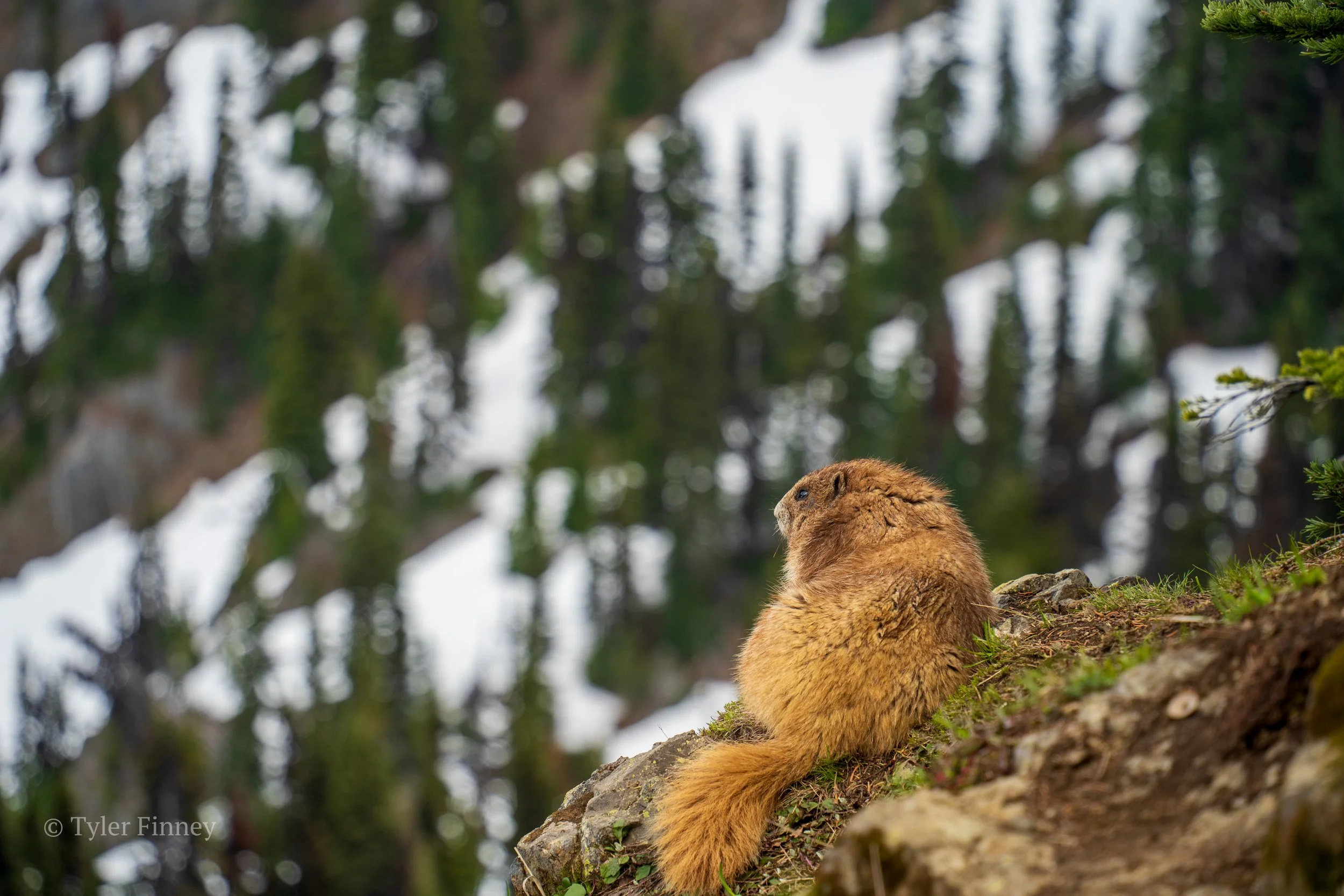 Hurricane Ridge-02.jpg