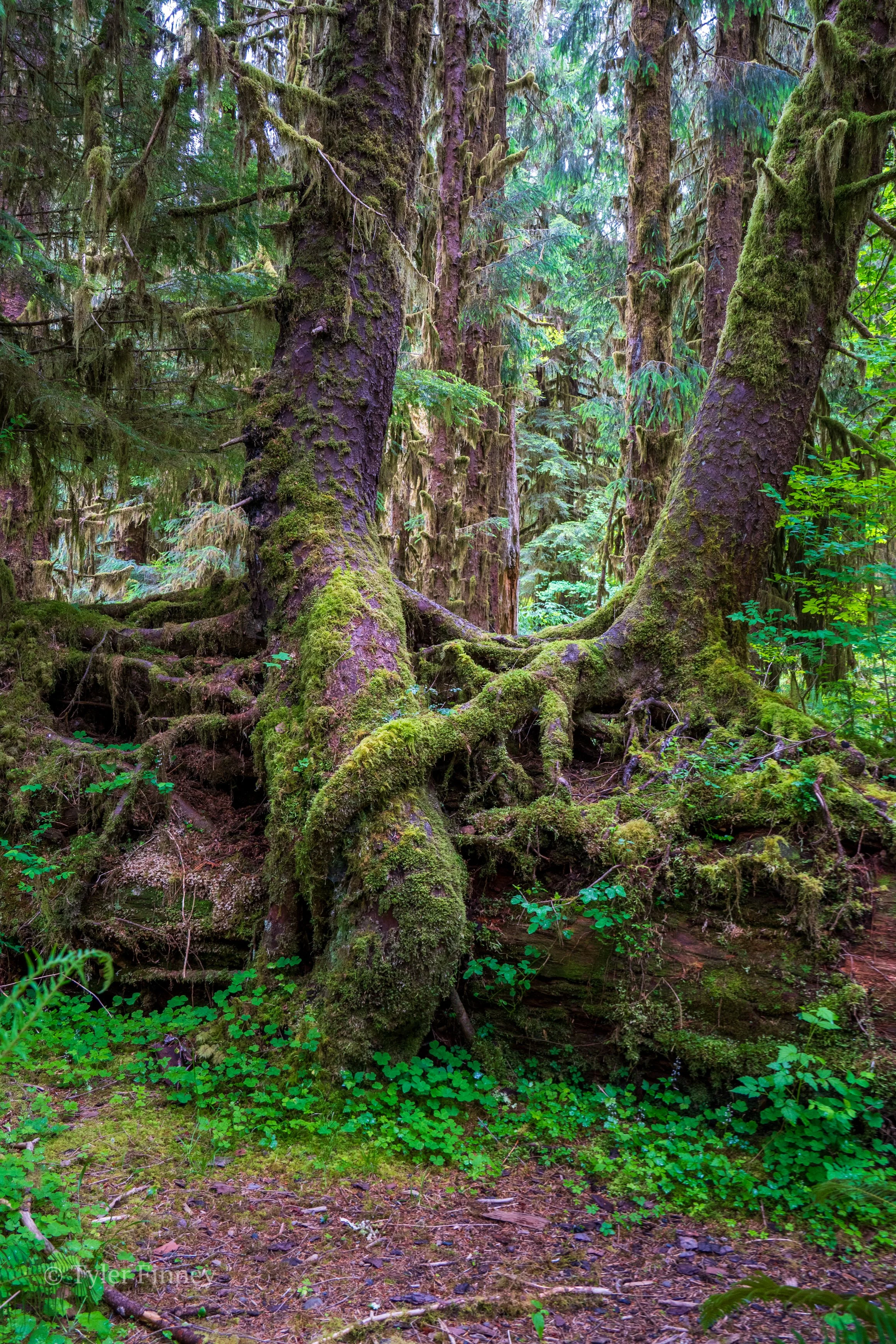 Hoh Rainforest-2.jpg