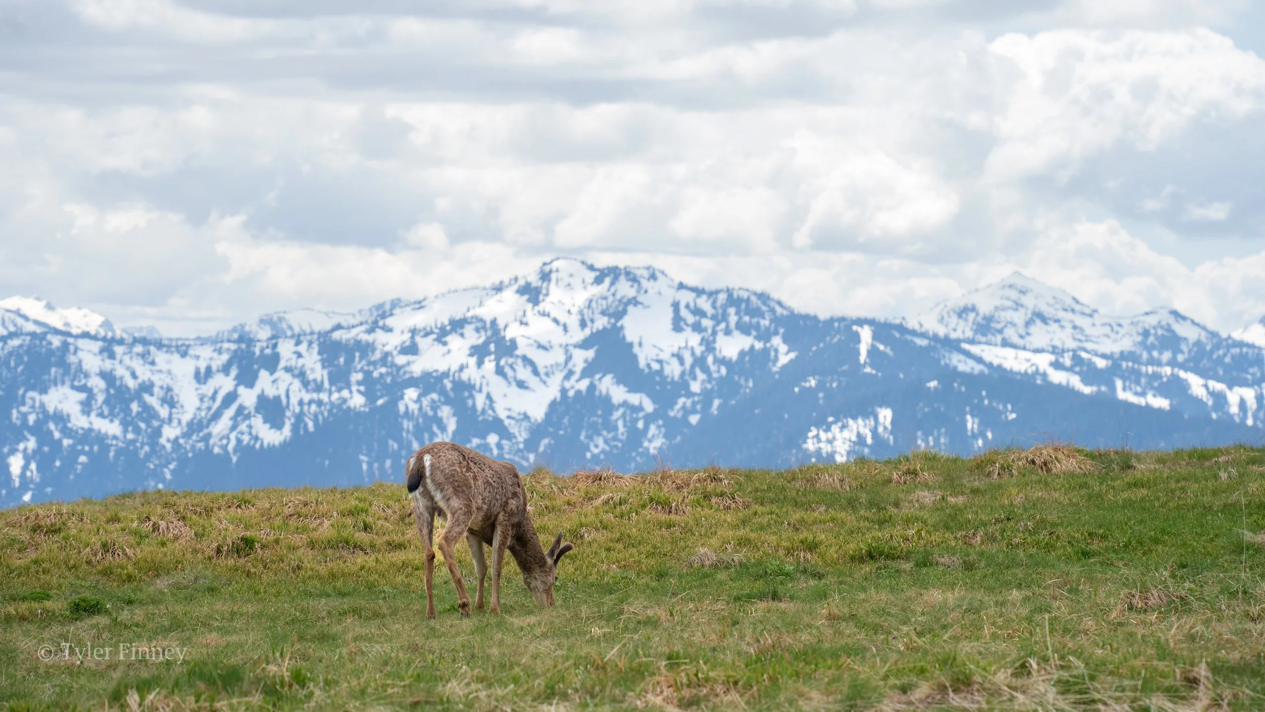 Hurricane Ridge-09.jpg