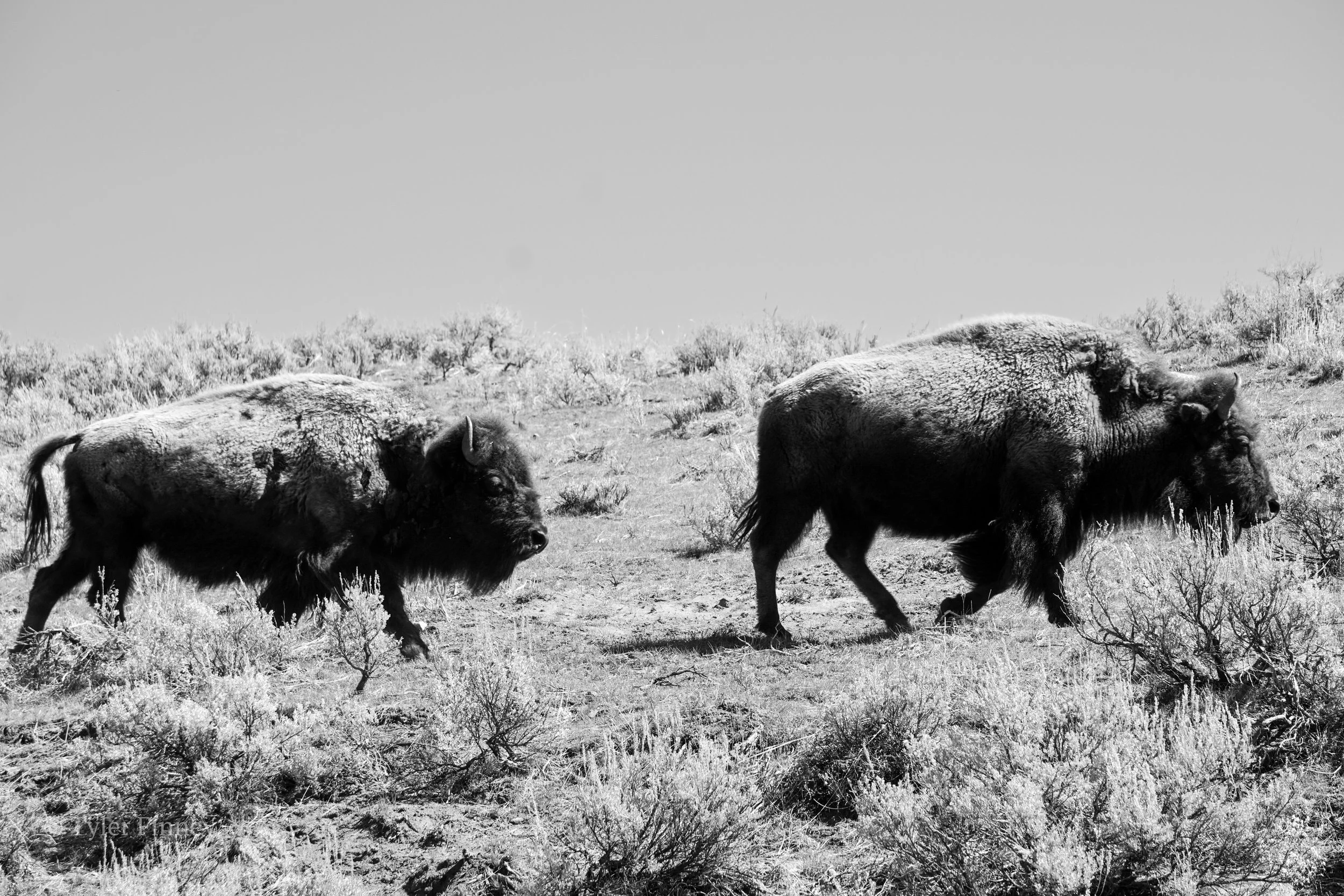 Yellowstone-01.jpg