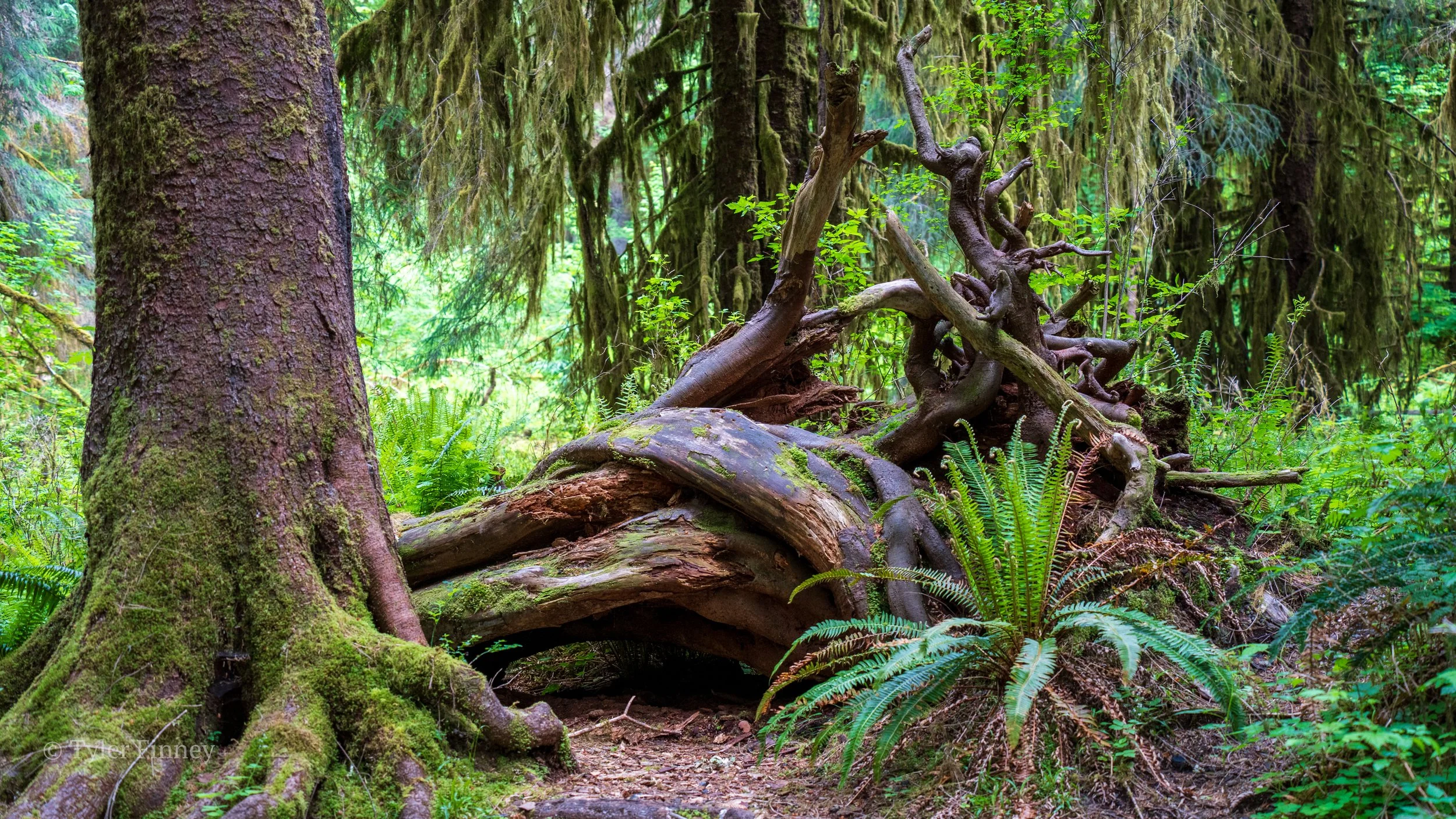 Hoh Rainforest-3.jpg