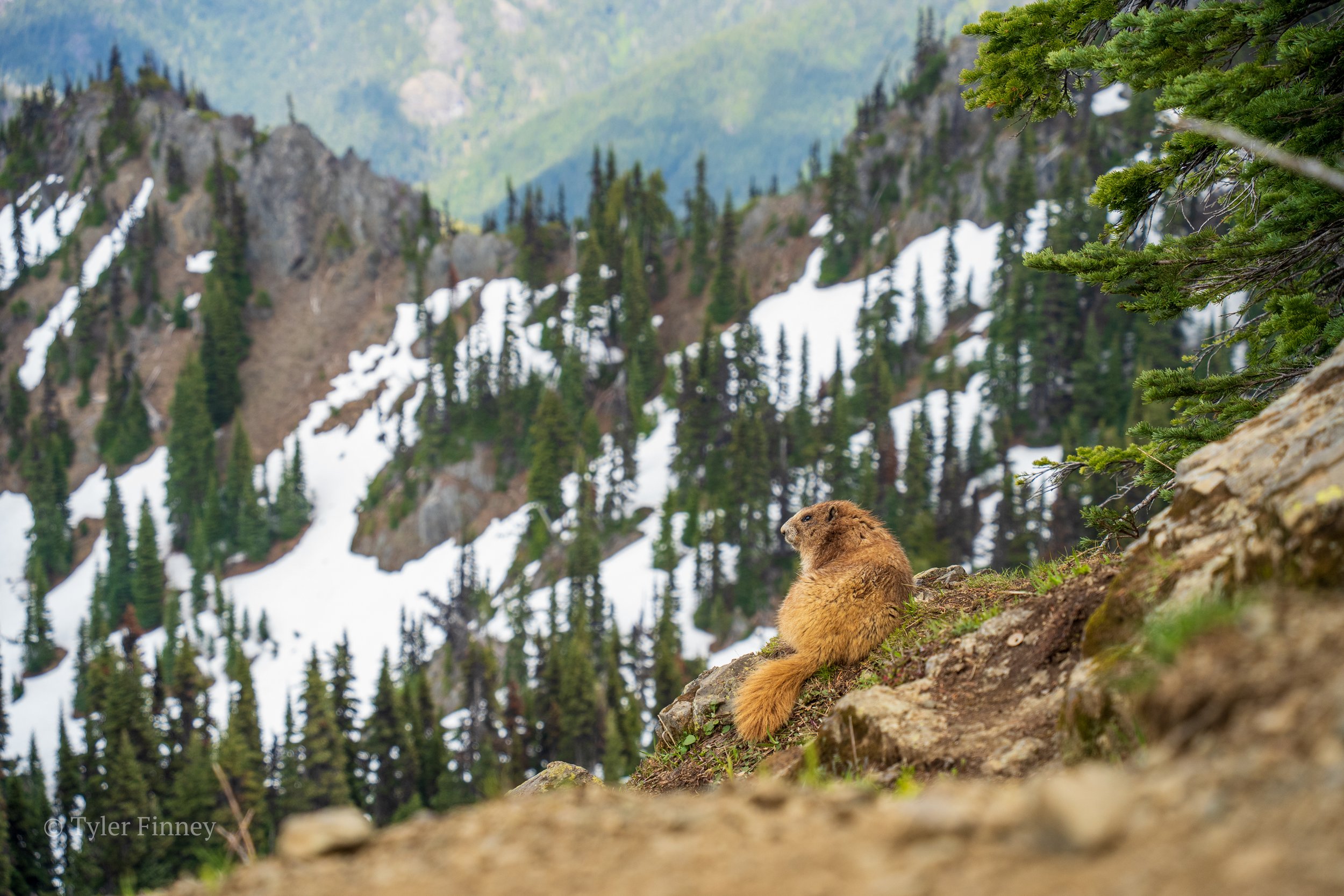 Hurricane Ridge-03.jpg