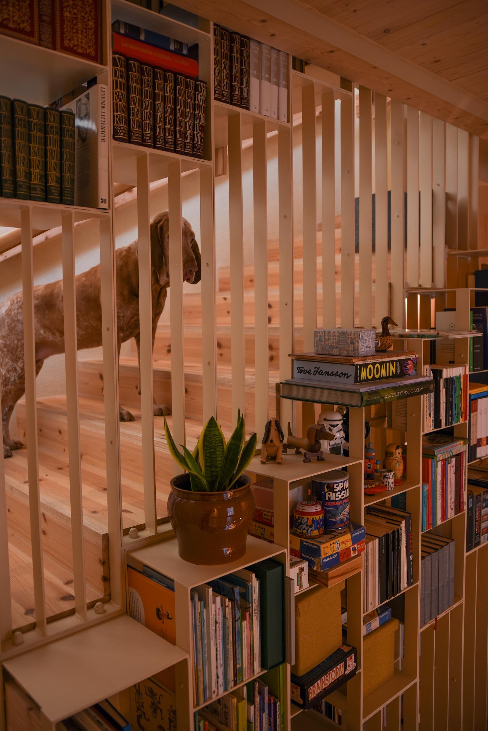 En hund står på tretrappen og ser gjennom stålspilene ned på bokhyllene.