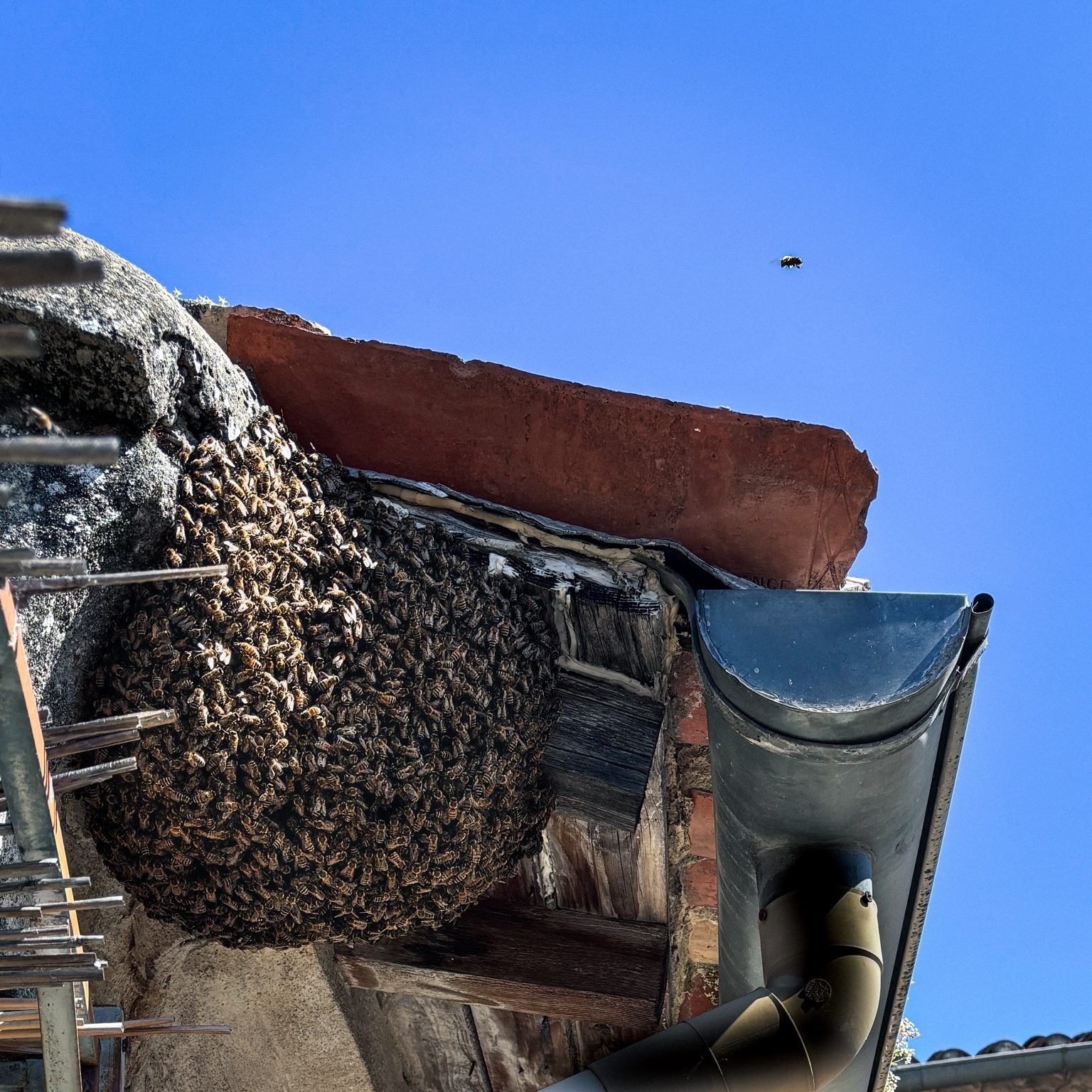 The Secret Life of Bees