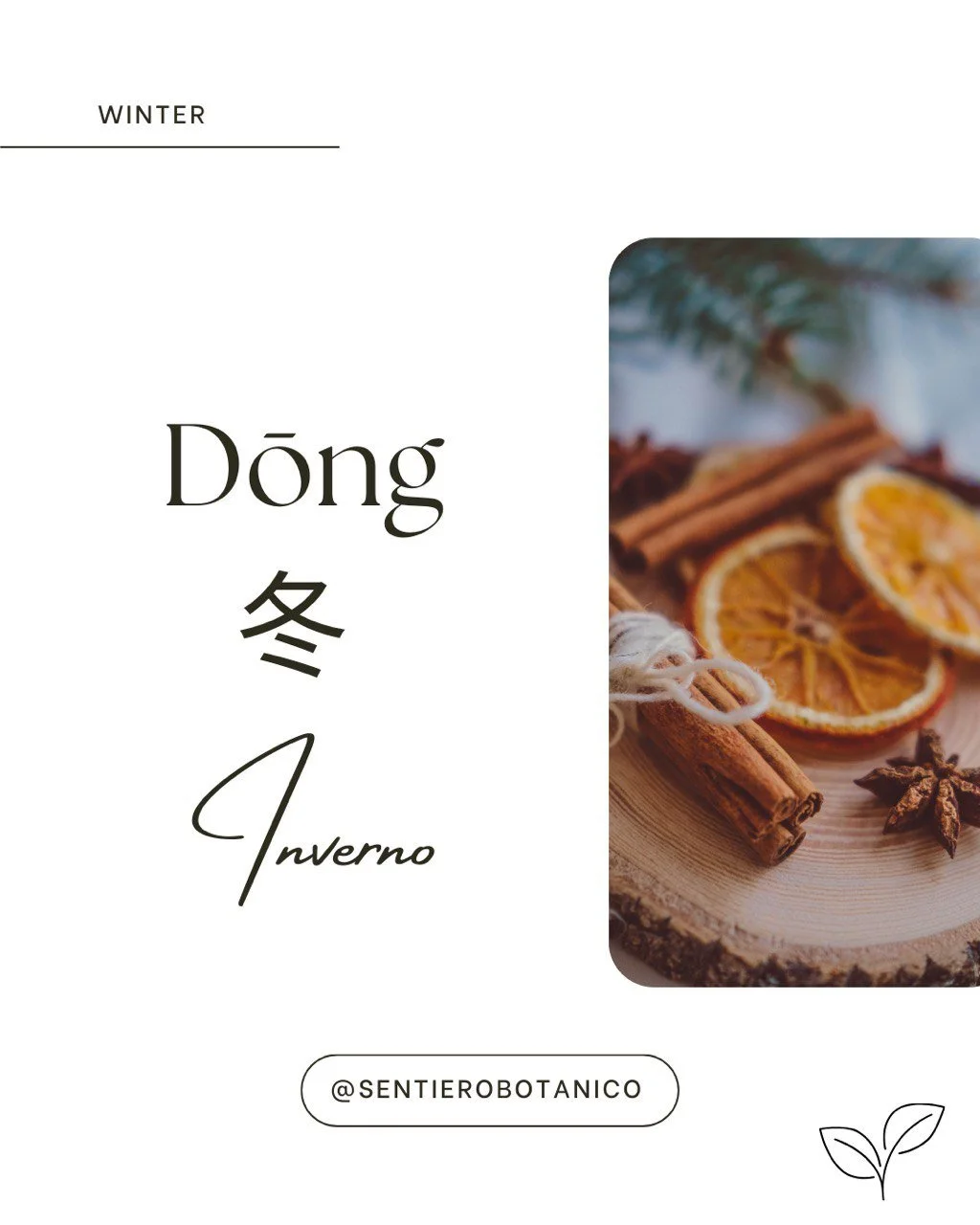 A shadow of a plant leaf cast on a beige wall with a motivational quote in Italian in the center.